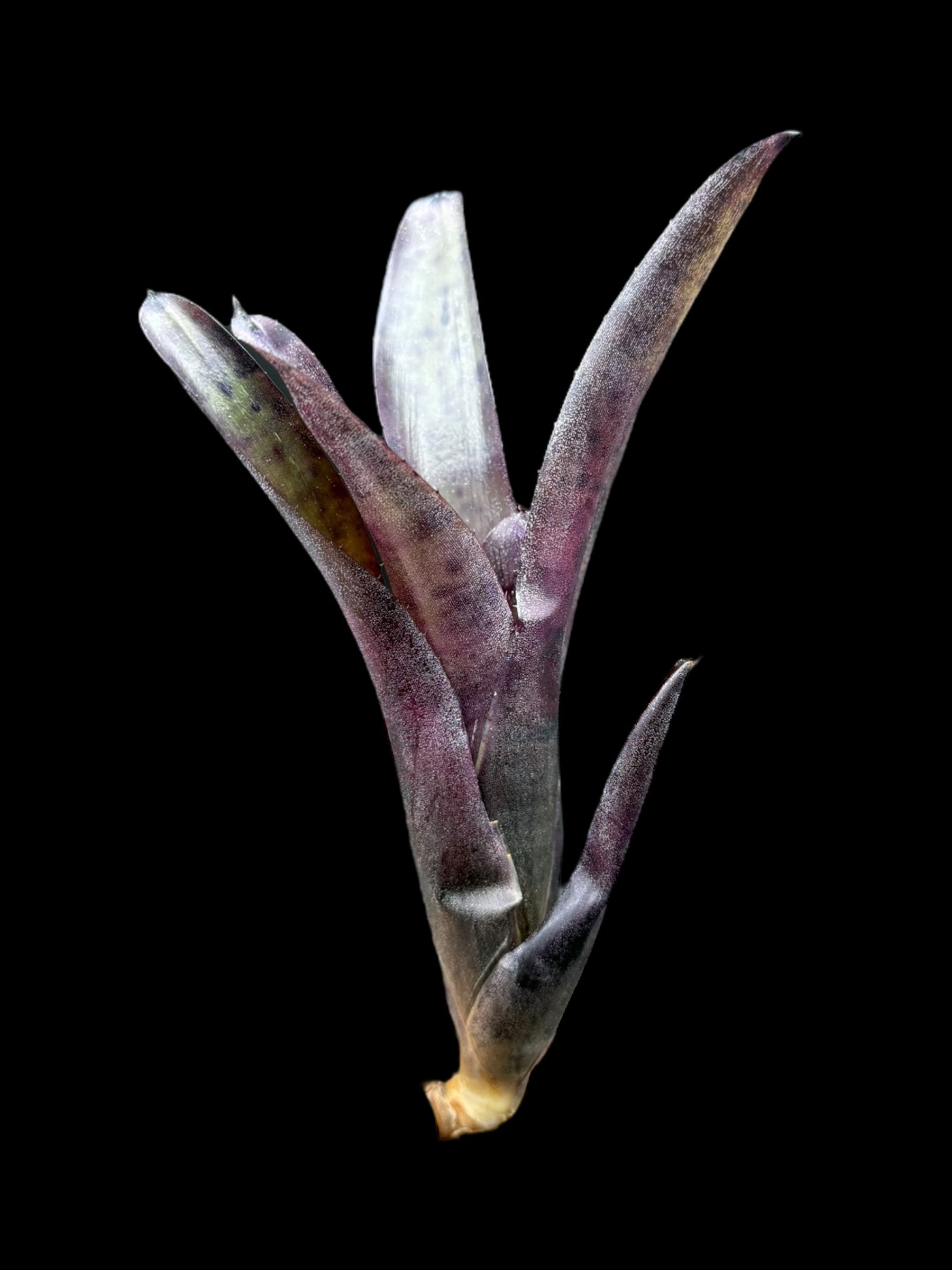Neoregelia Edge of Night