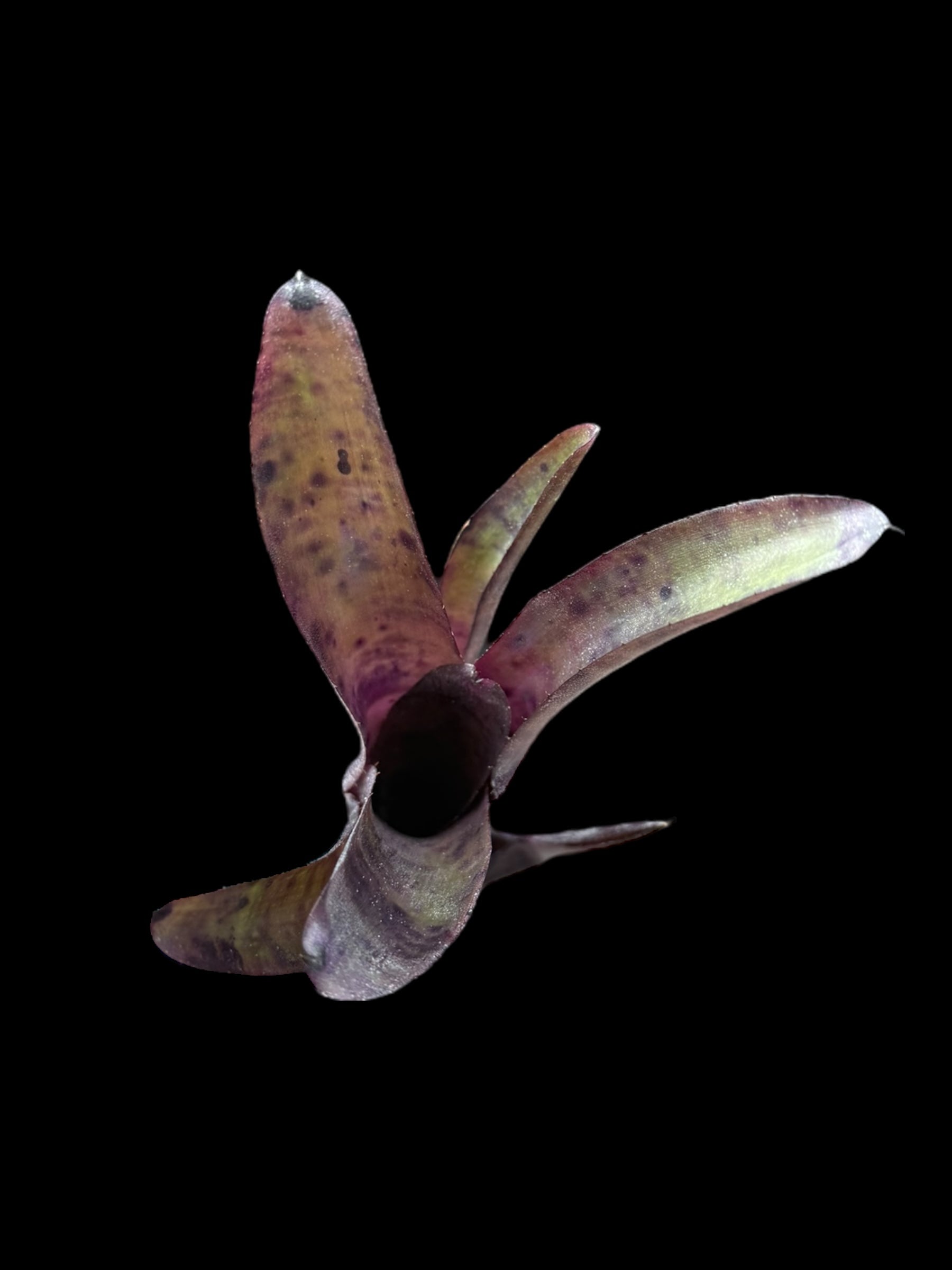 Neoregelia Edge of Night