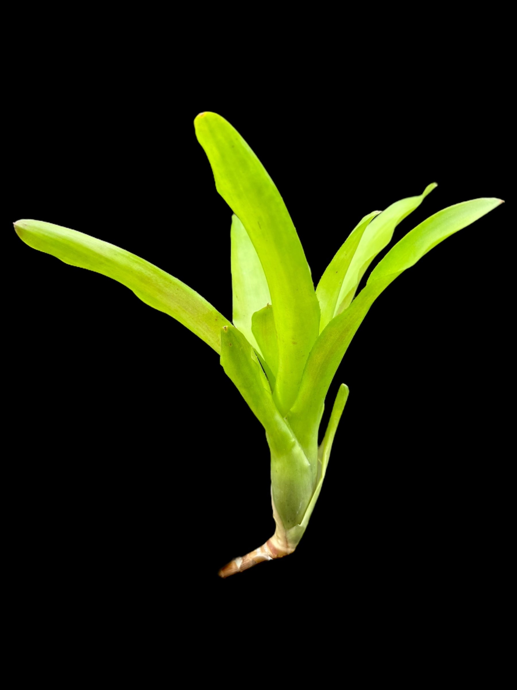 Neoregelia subcompacta