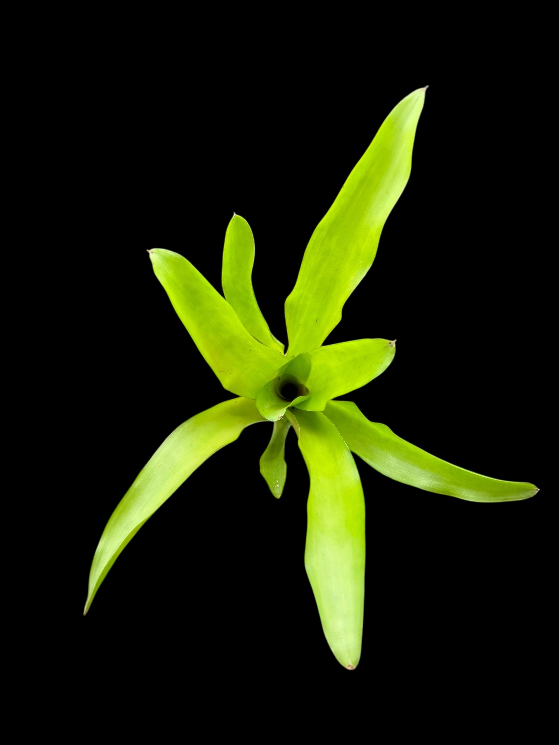 Neoregelia subcompacta