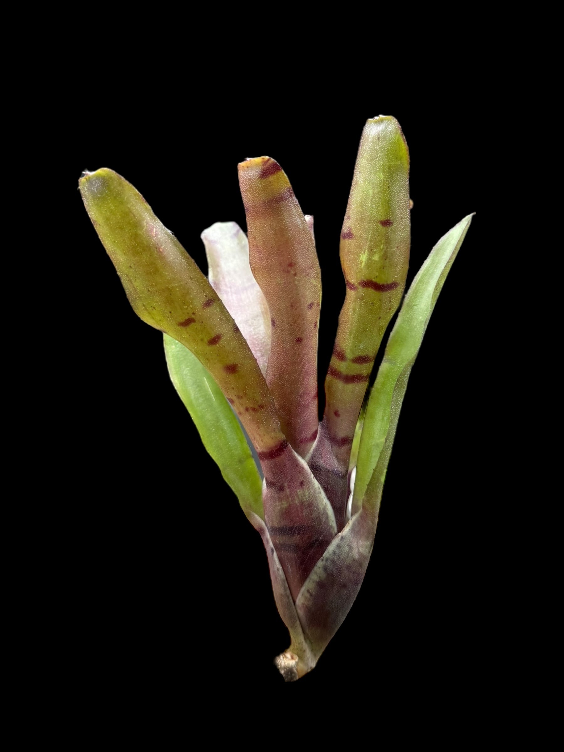 Neoregelia rubrifolia