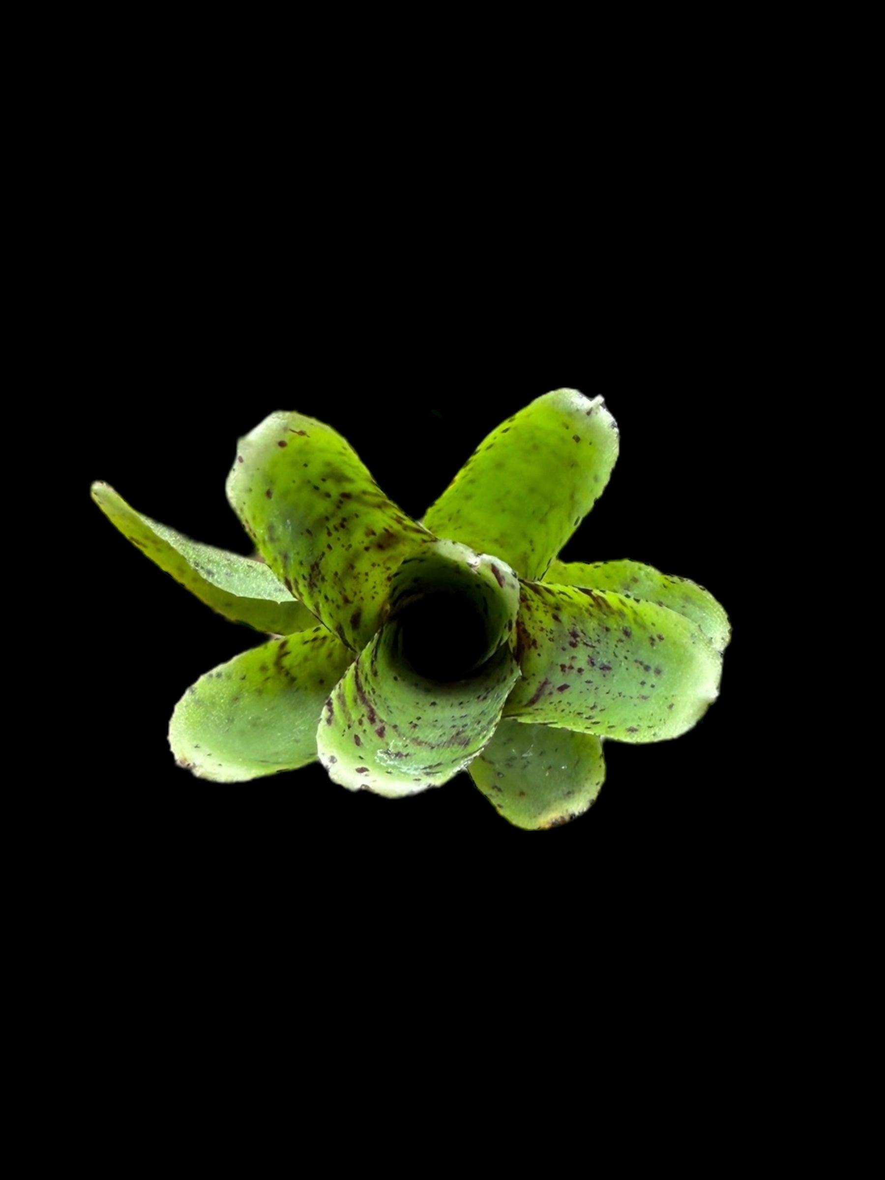 Neoregelia Grace's Avalanche