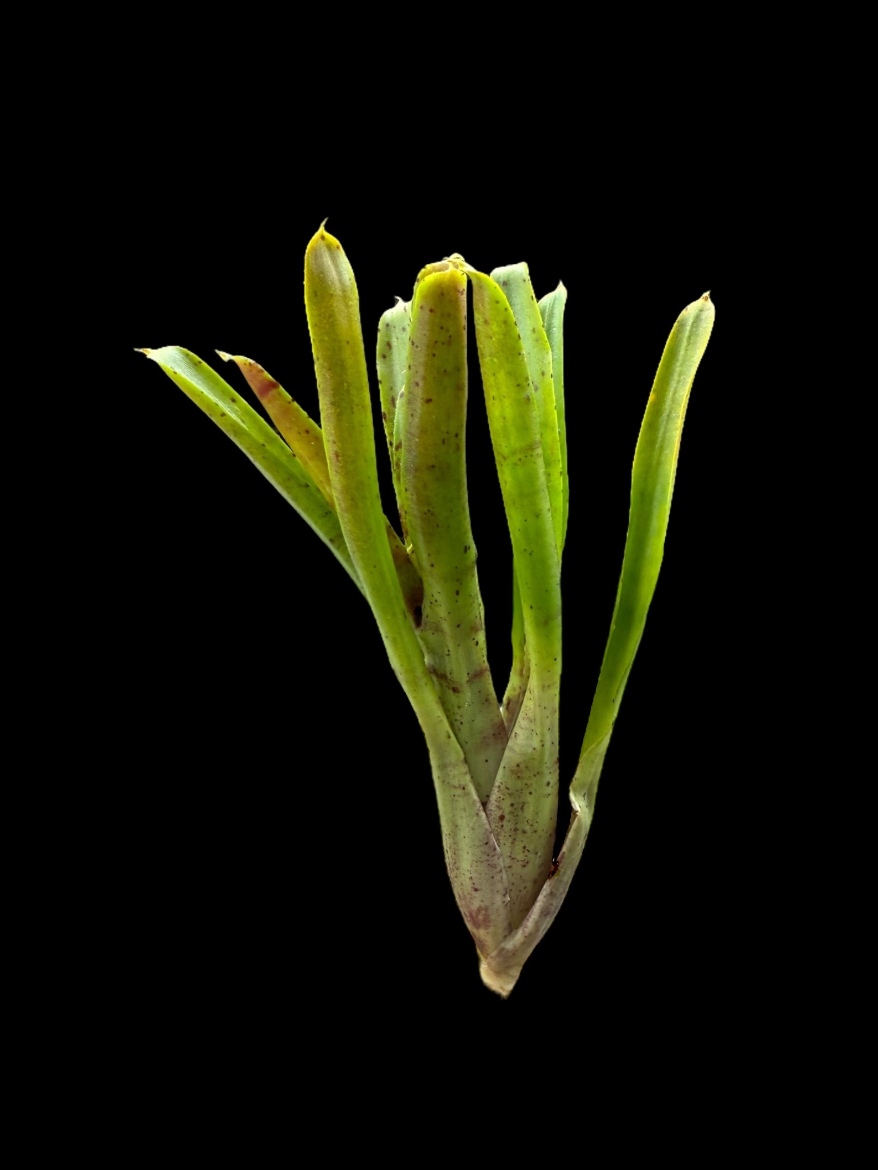 Neoregelia Lillipet x Chiquita Linda