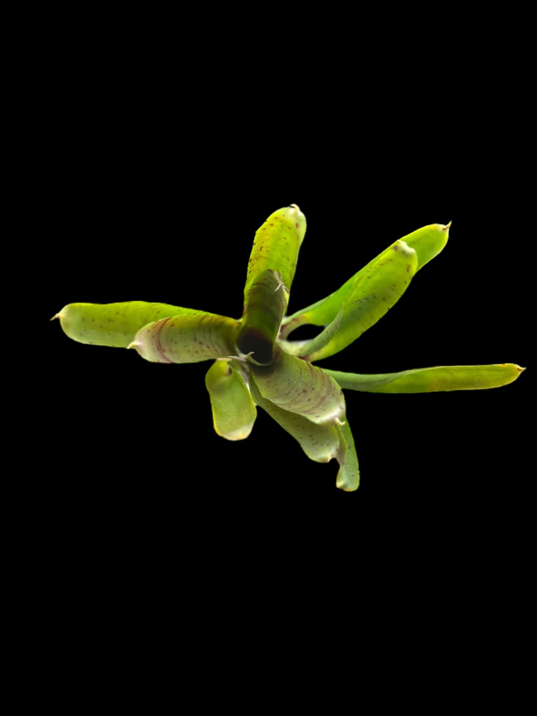 Neoregelia Lillipet x Chiquita Linda