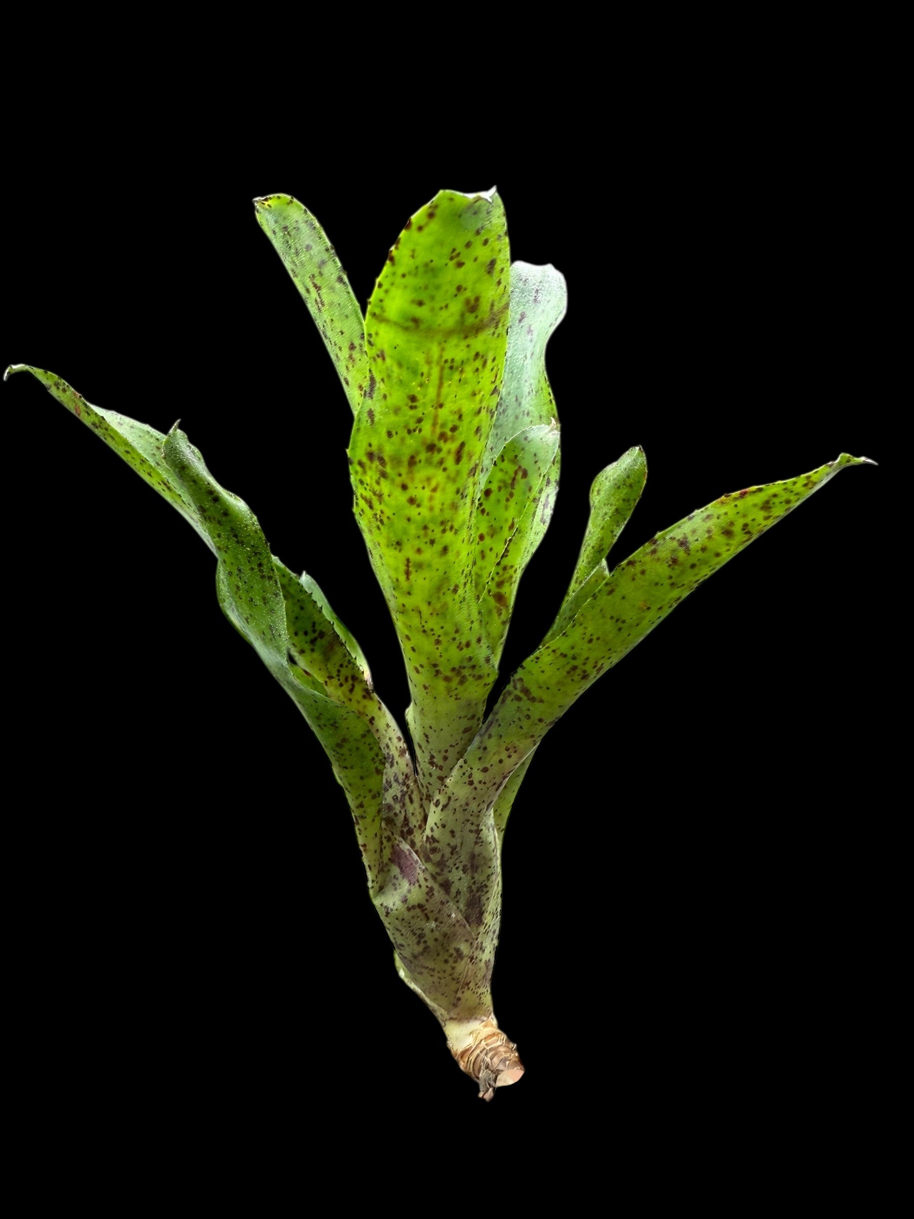 Neoregelia Kiki x Small Fry