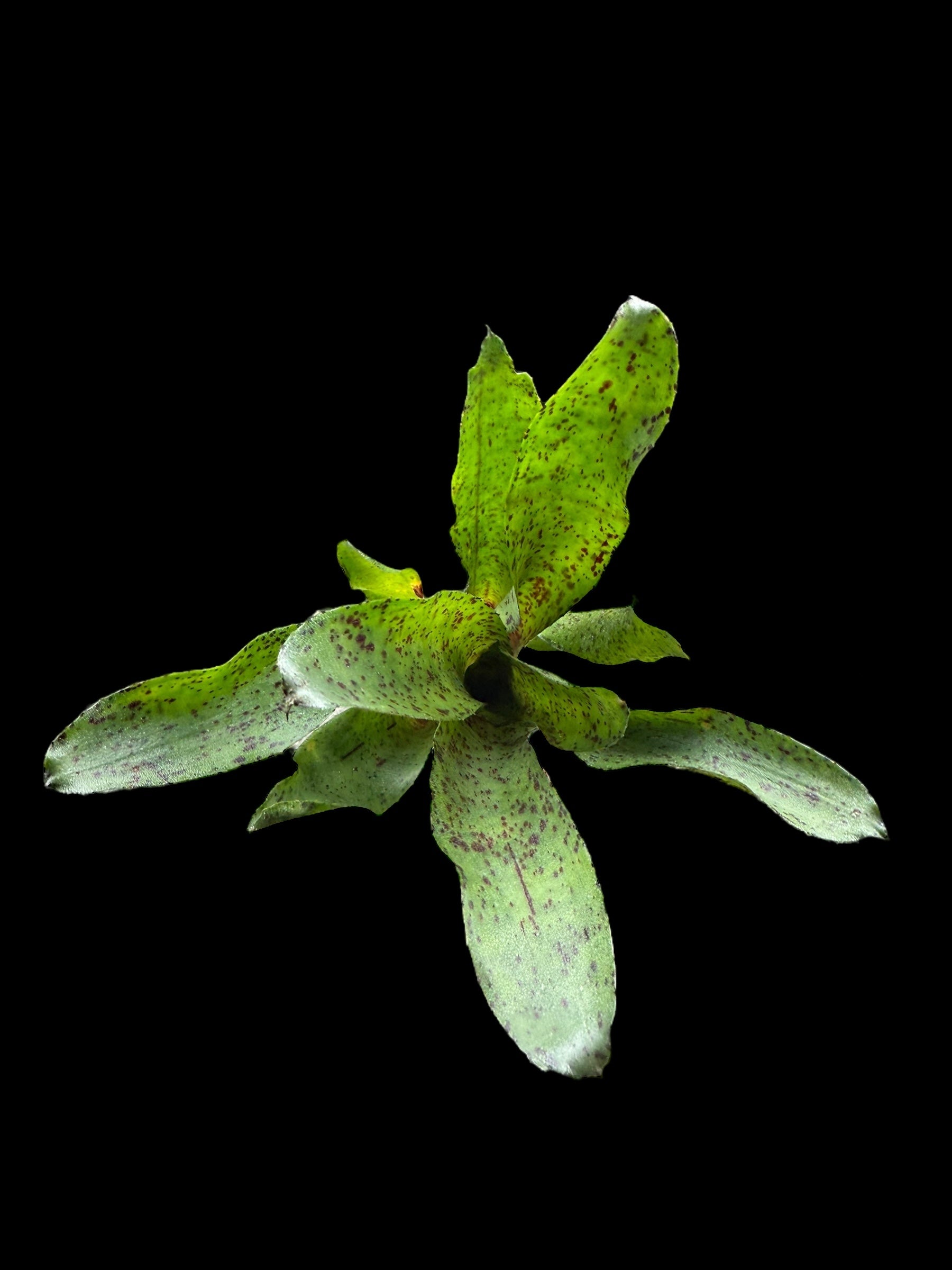 Neoregelia Kiki x Small Fry