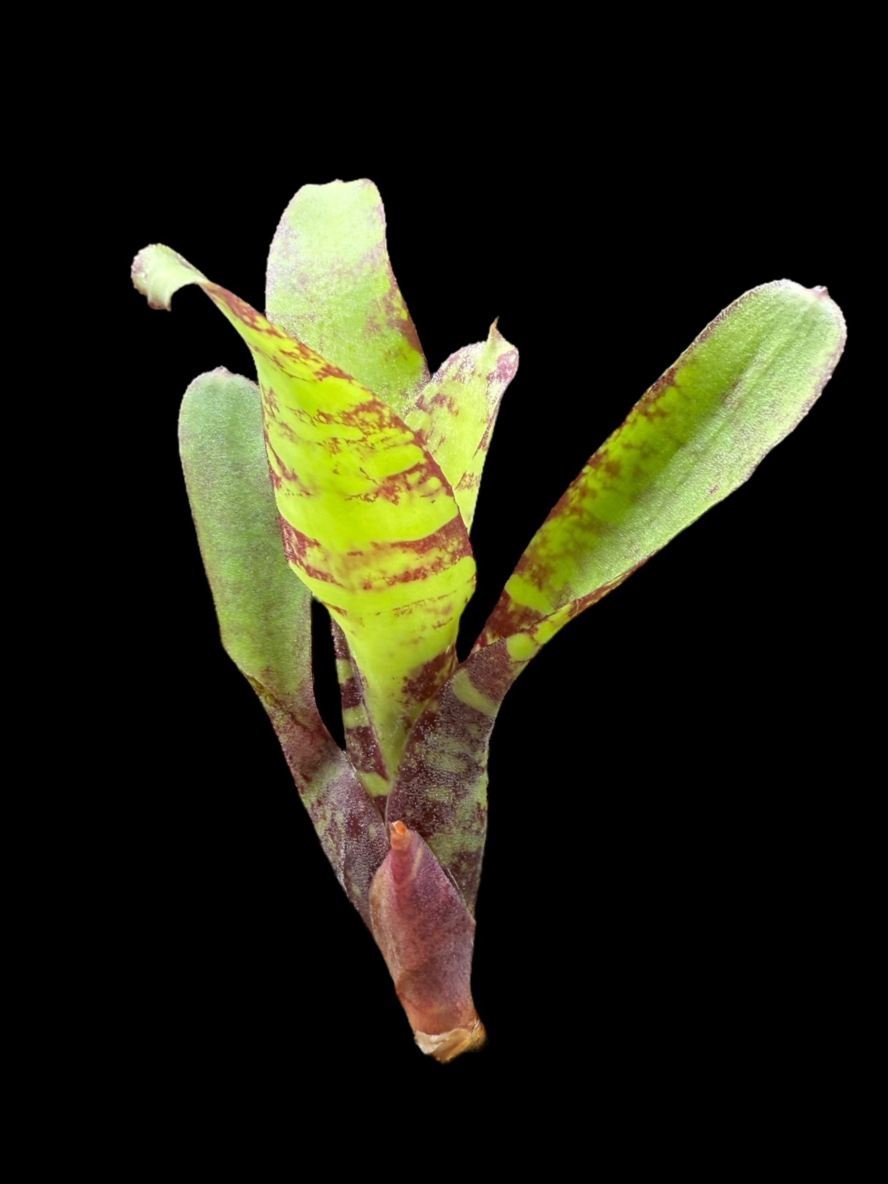 Monde fantôme de Neoregelia