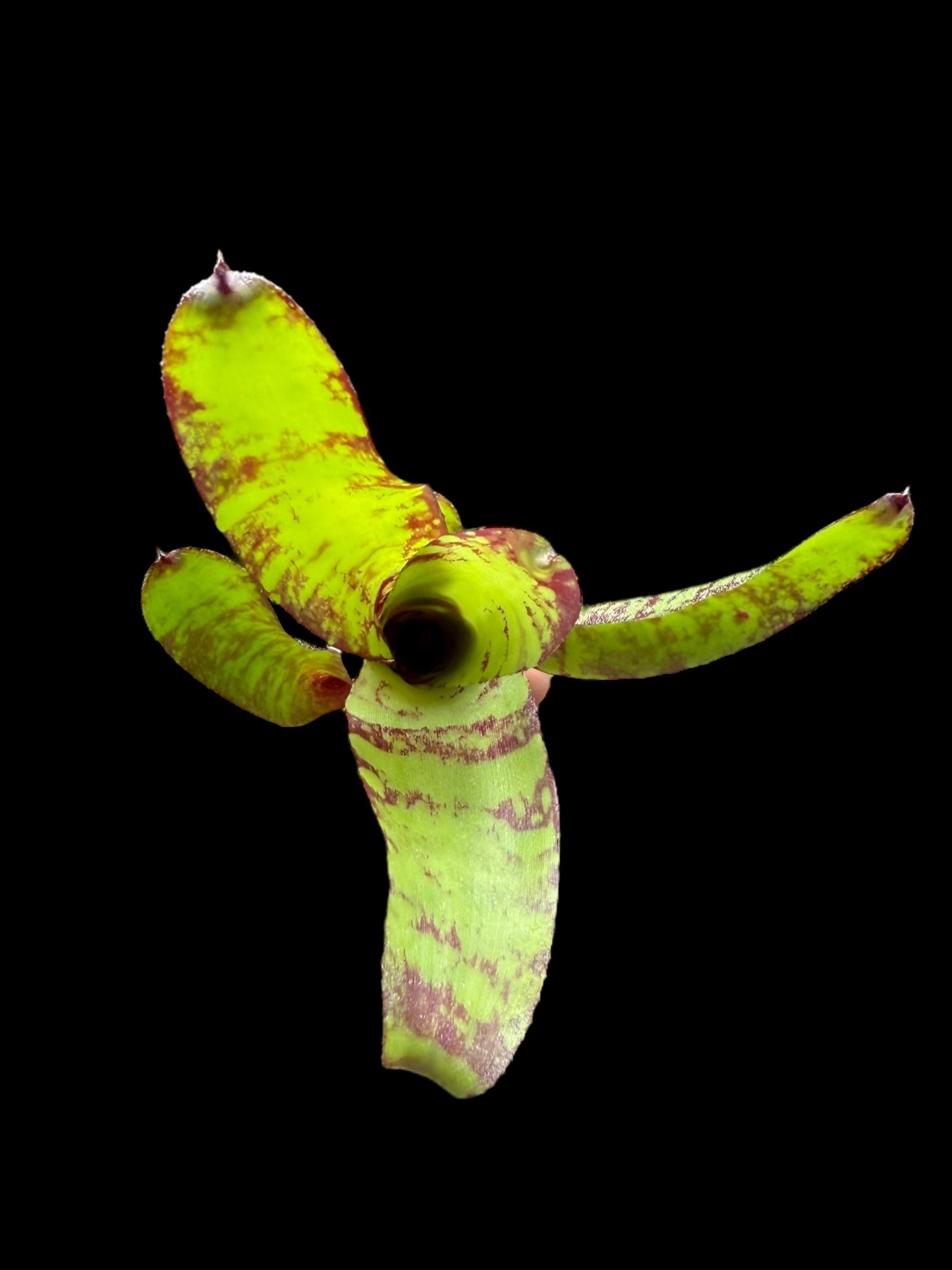 Monde fantôme de Neoregelia