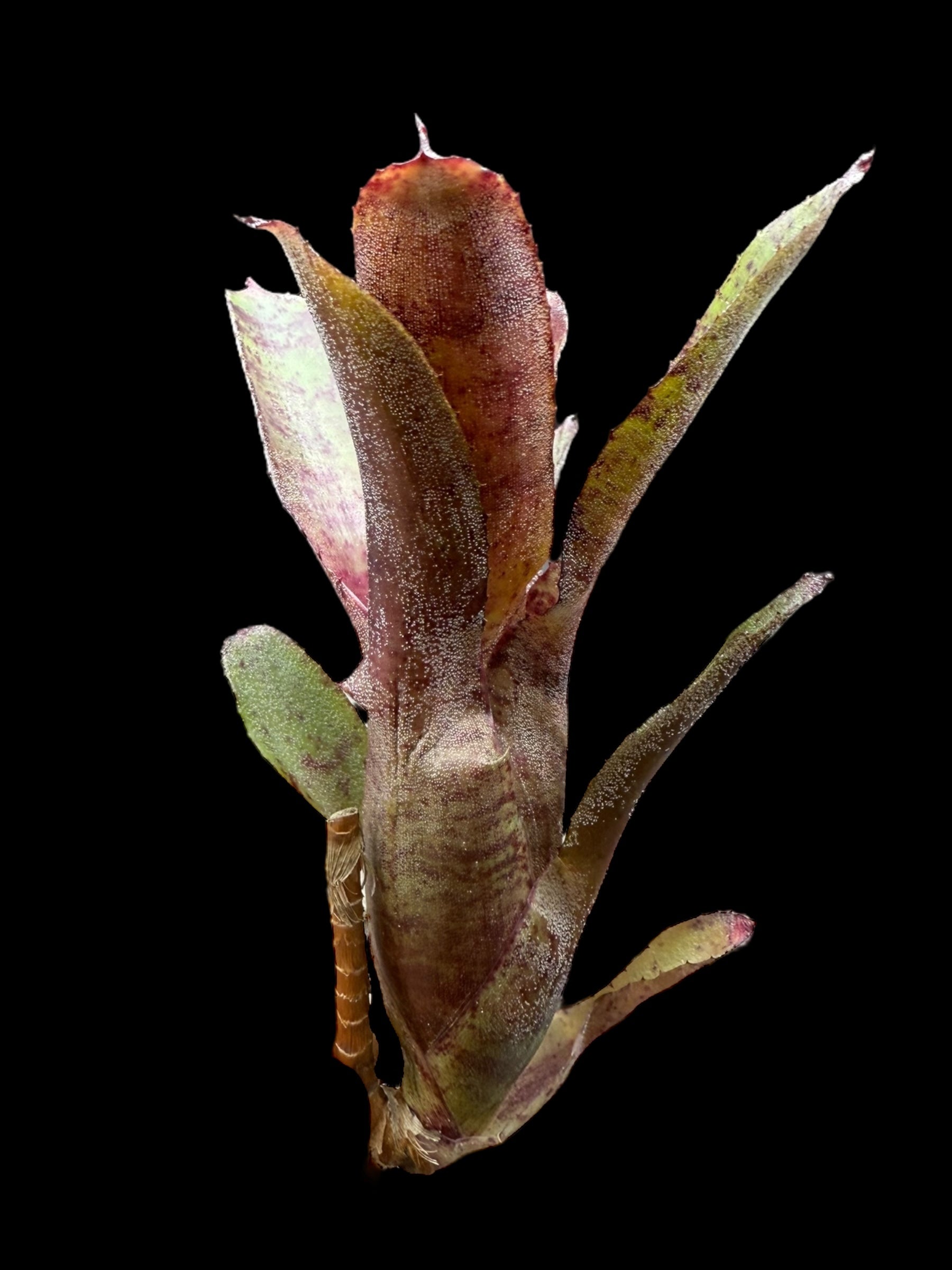 Neoregelia Felix