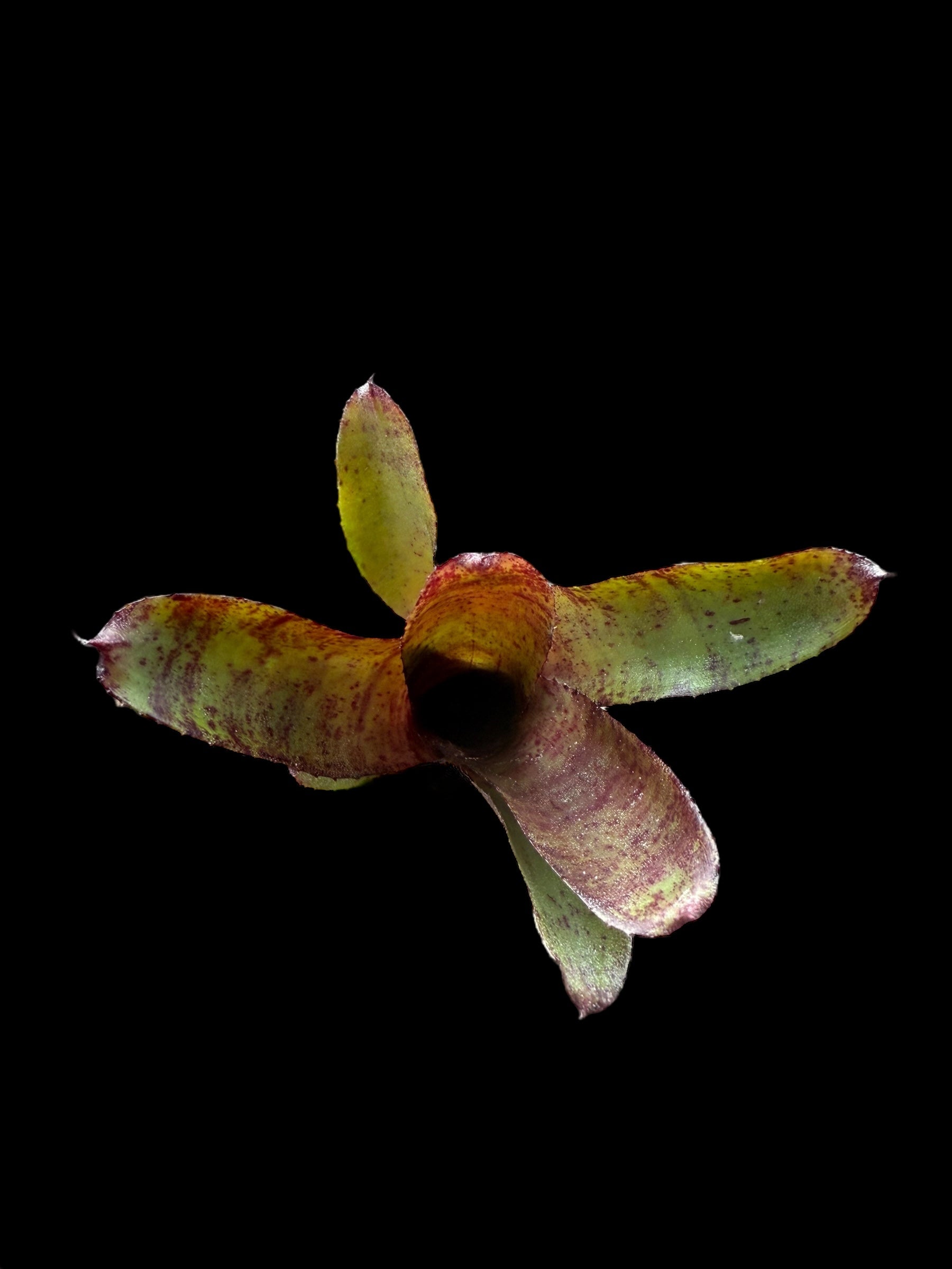 Neoregelia Felix