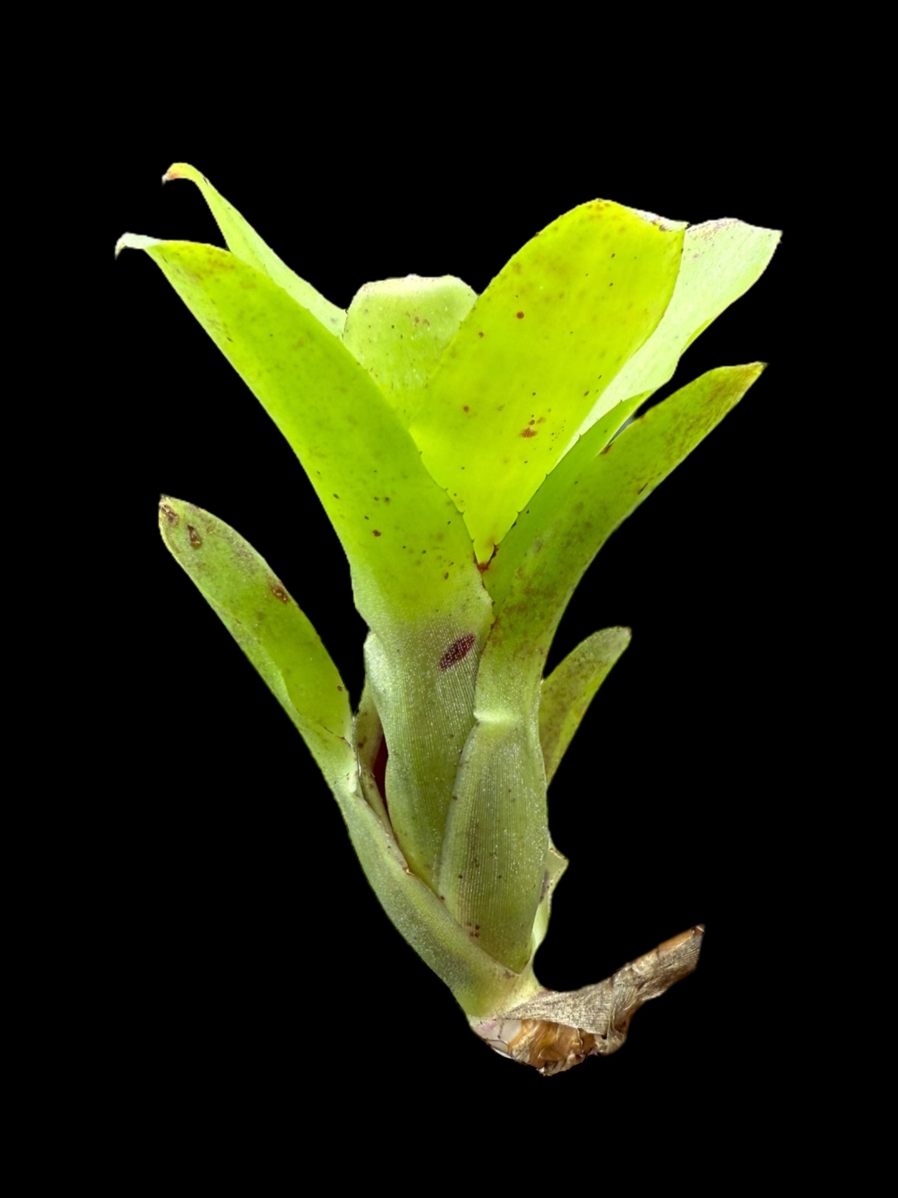 Neoregelia Outrigger