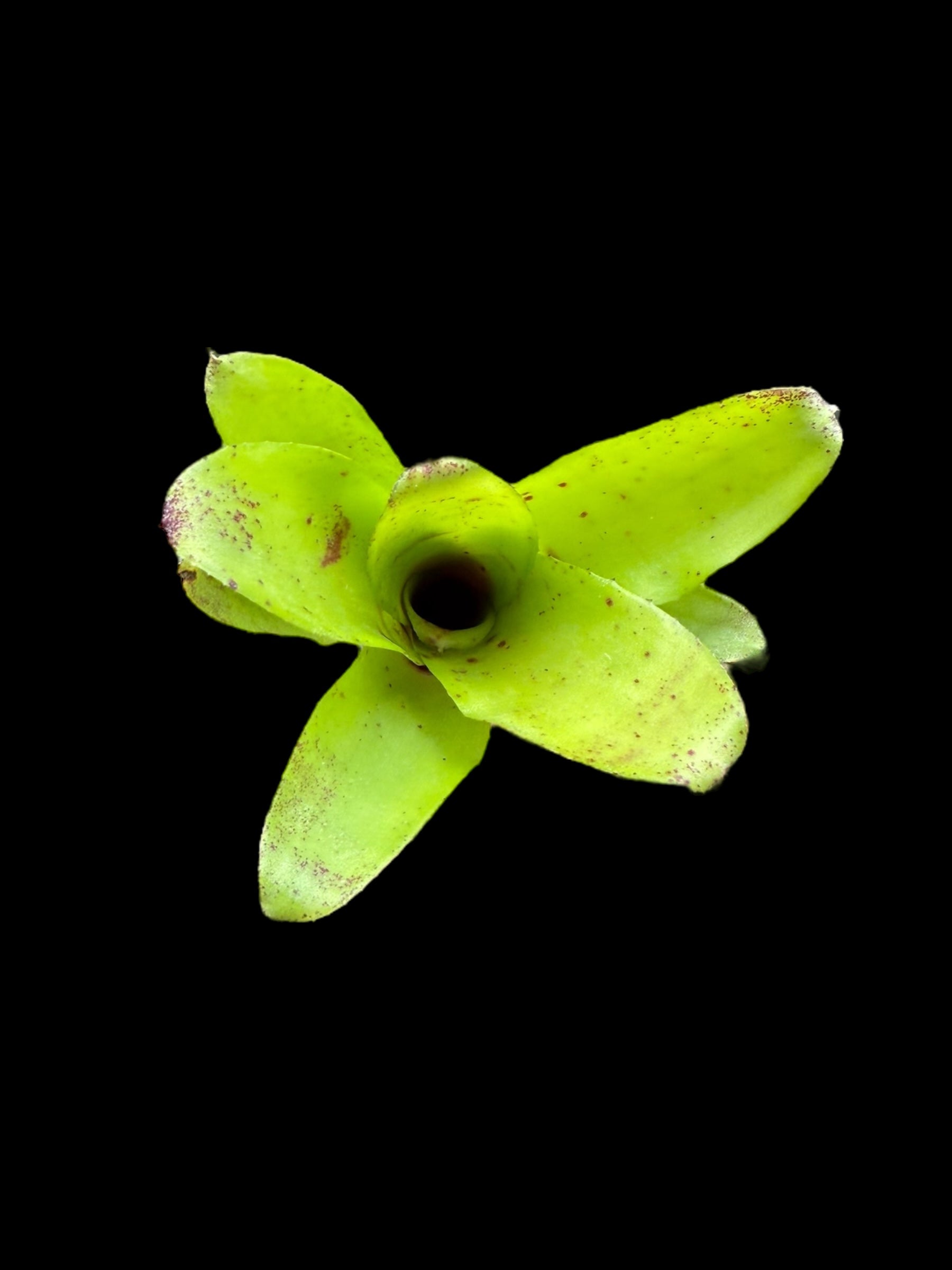 Neoregelia Outrigger