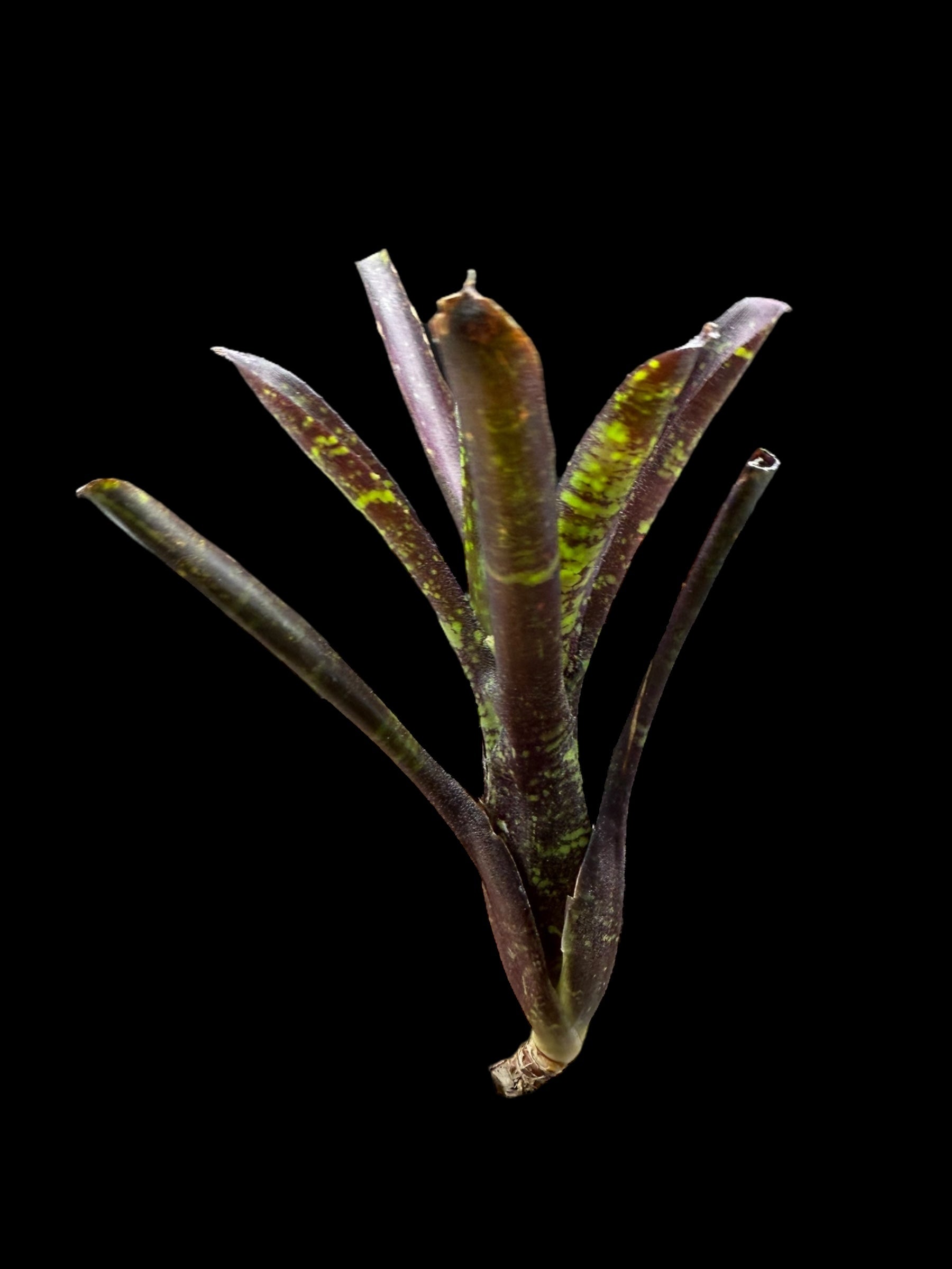 Neoregelia Snicker Doodle