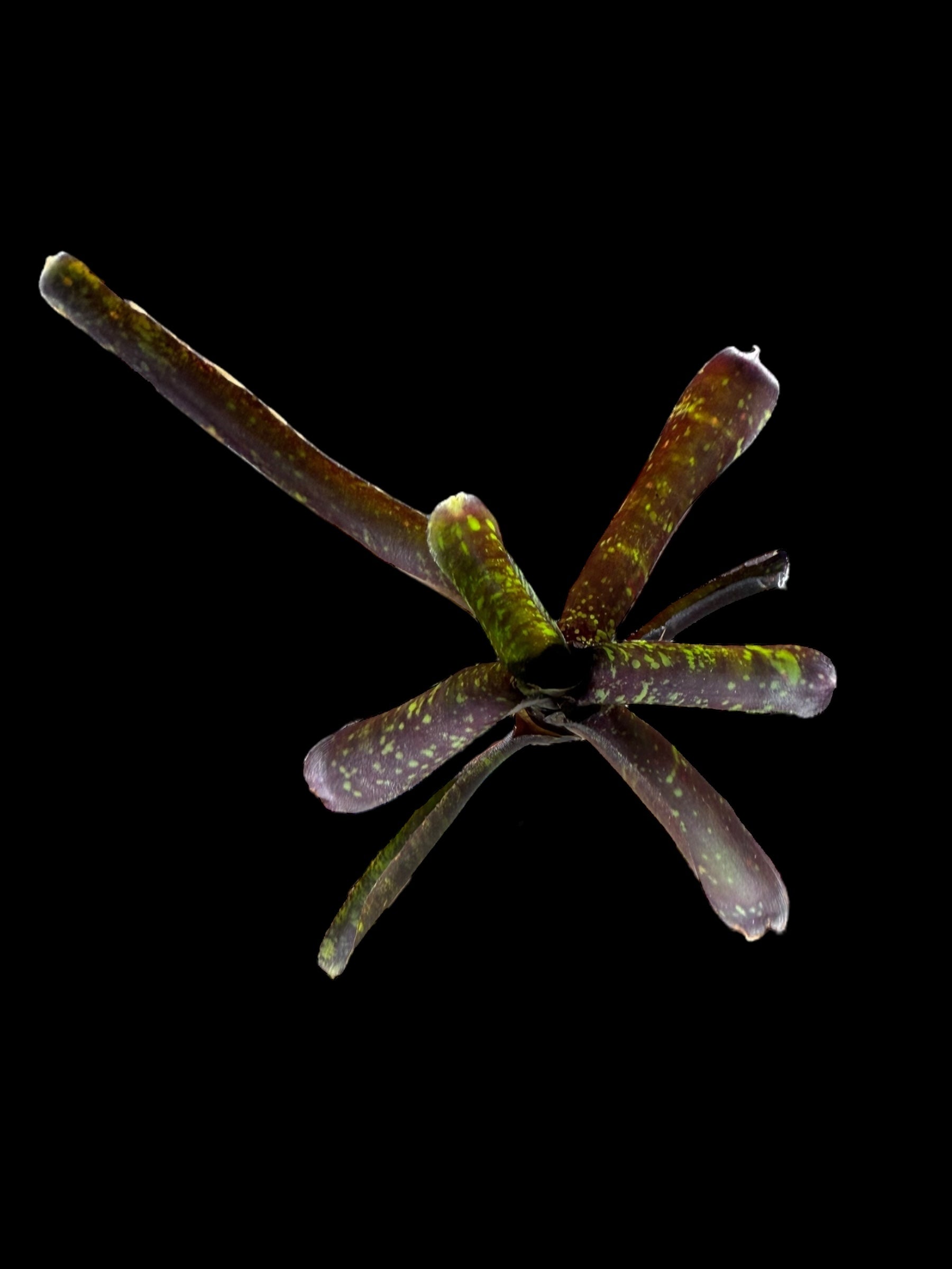 Neoregelia Snicker Doodle