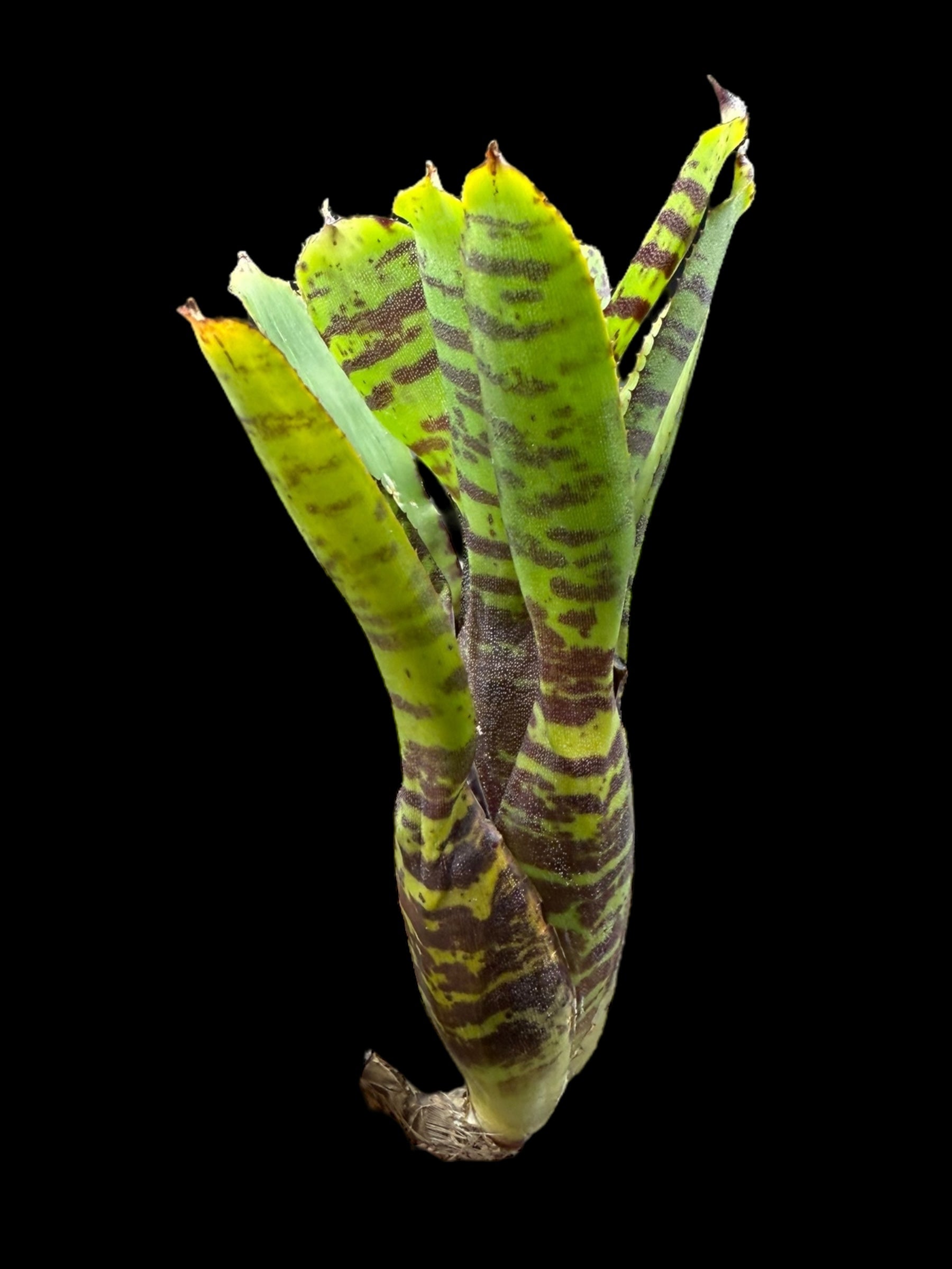 Neoregelia Joao Marcio