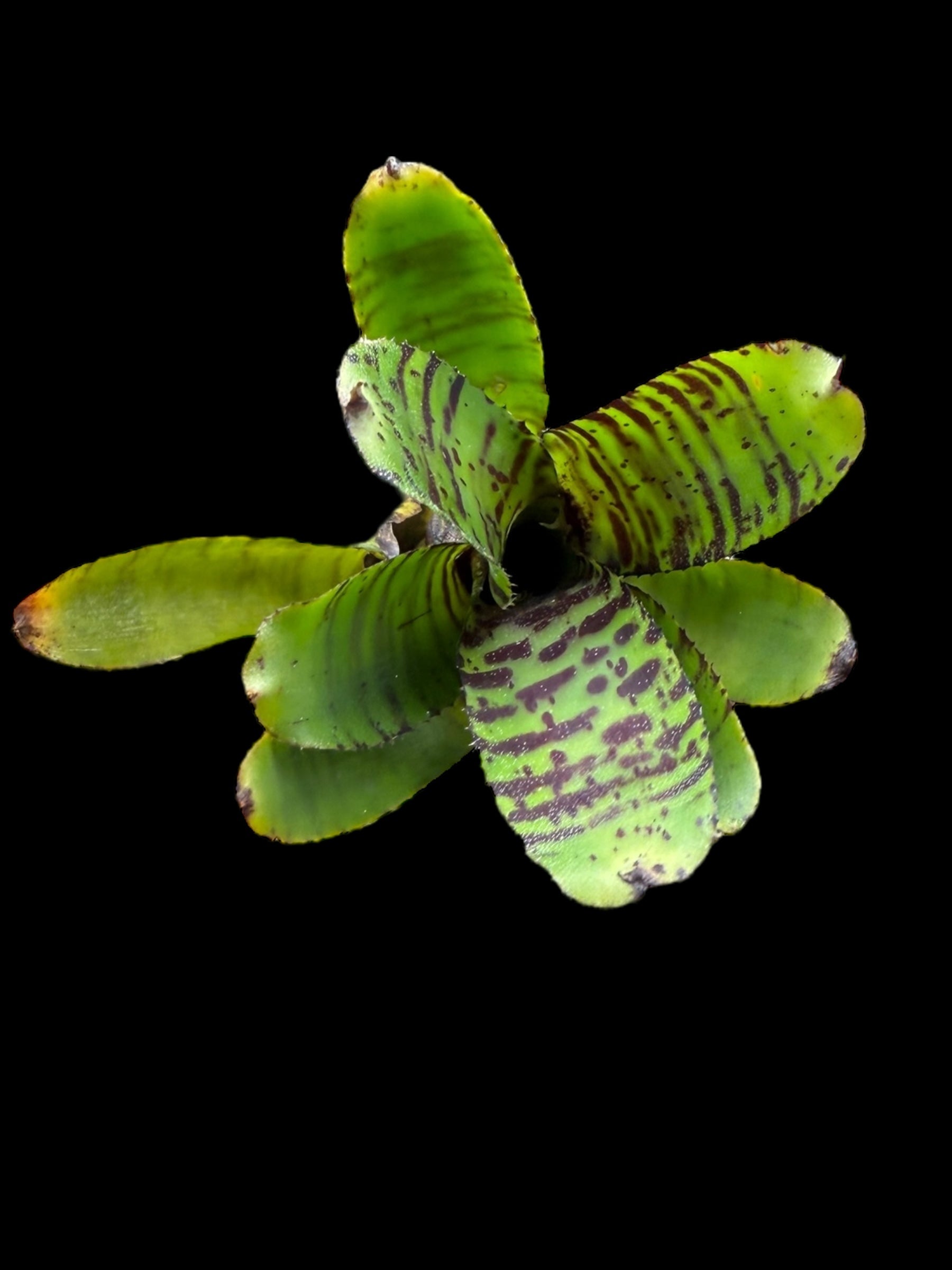 Neoregelia Joao Marcio