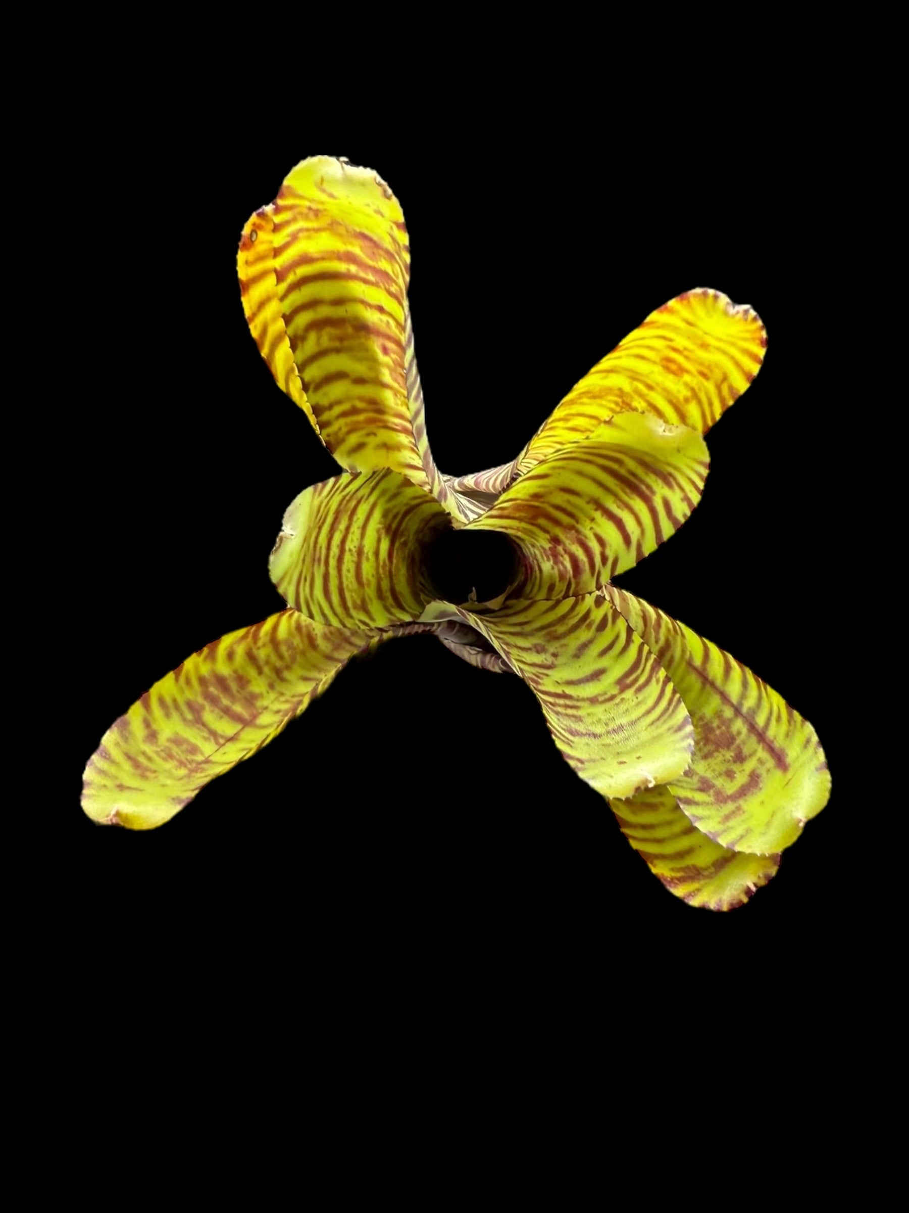 Neoregelia Aussie Tiger