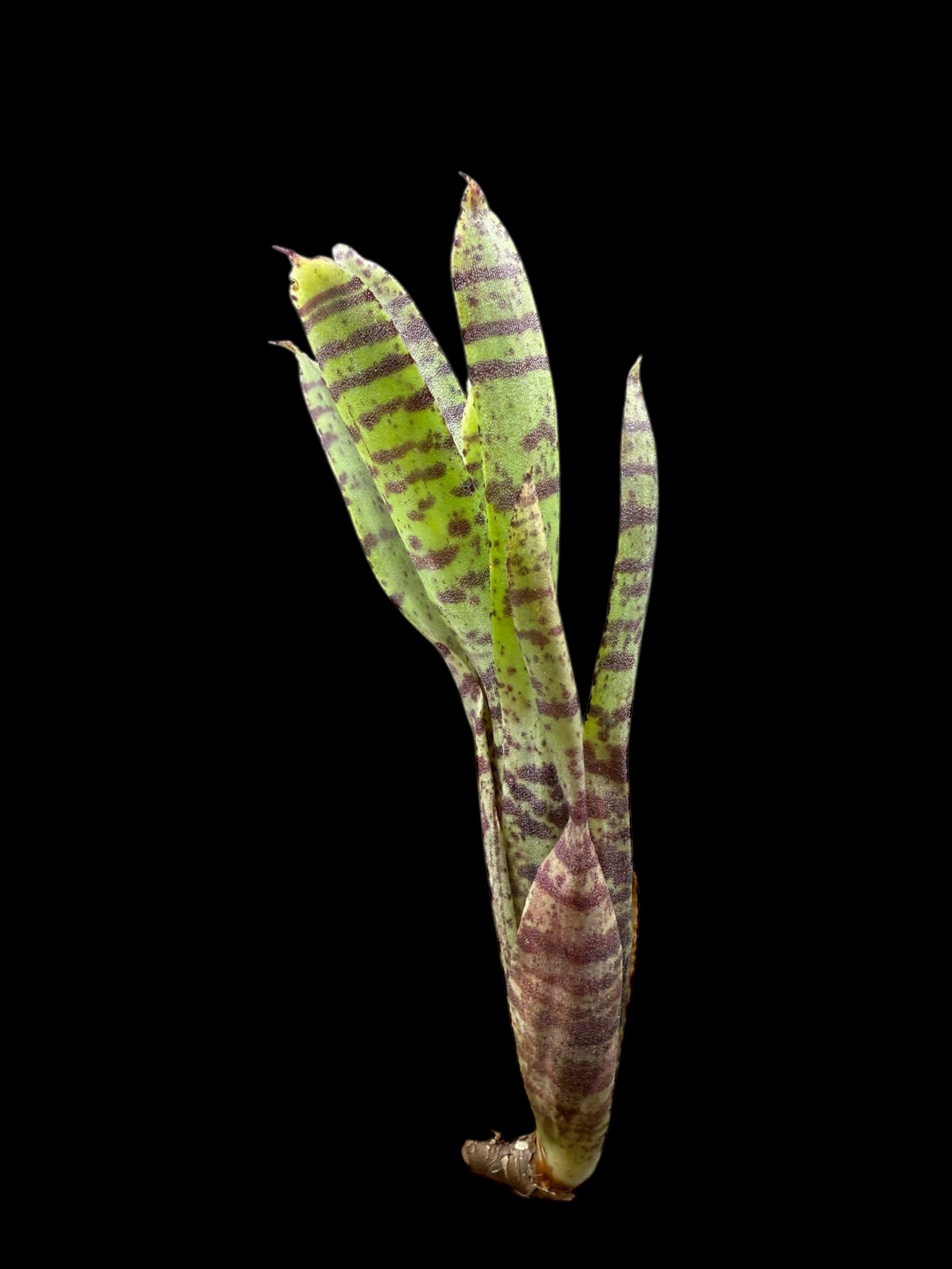 Neoregelia Ampullacea Bert