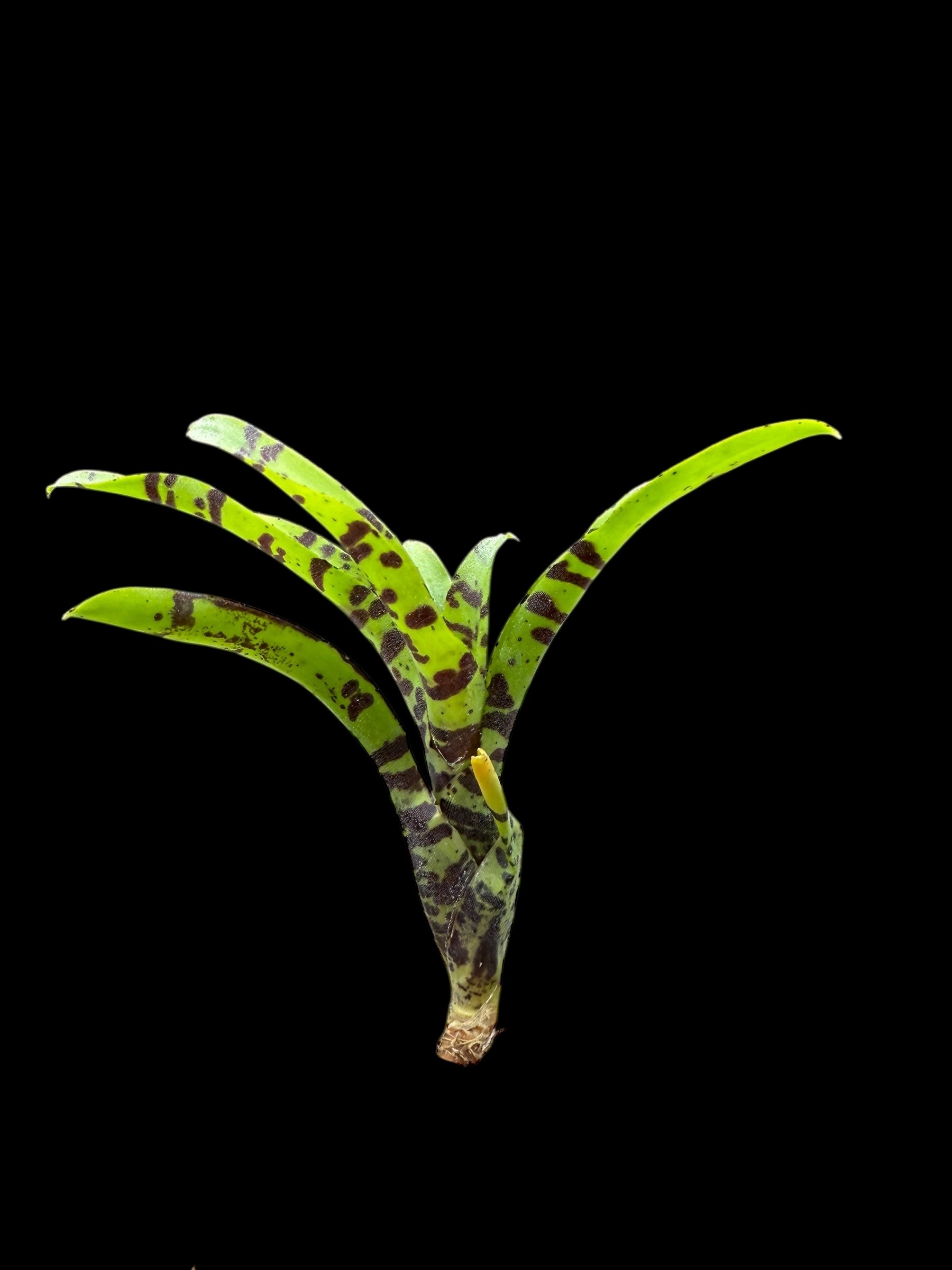 Neoregelia Krazy Kat