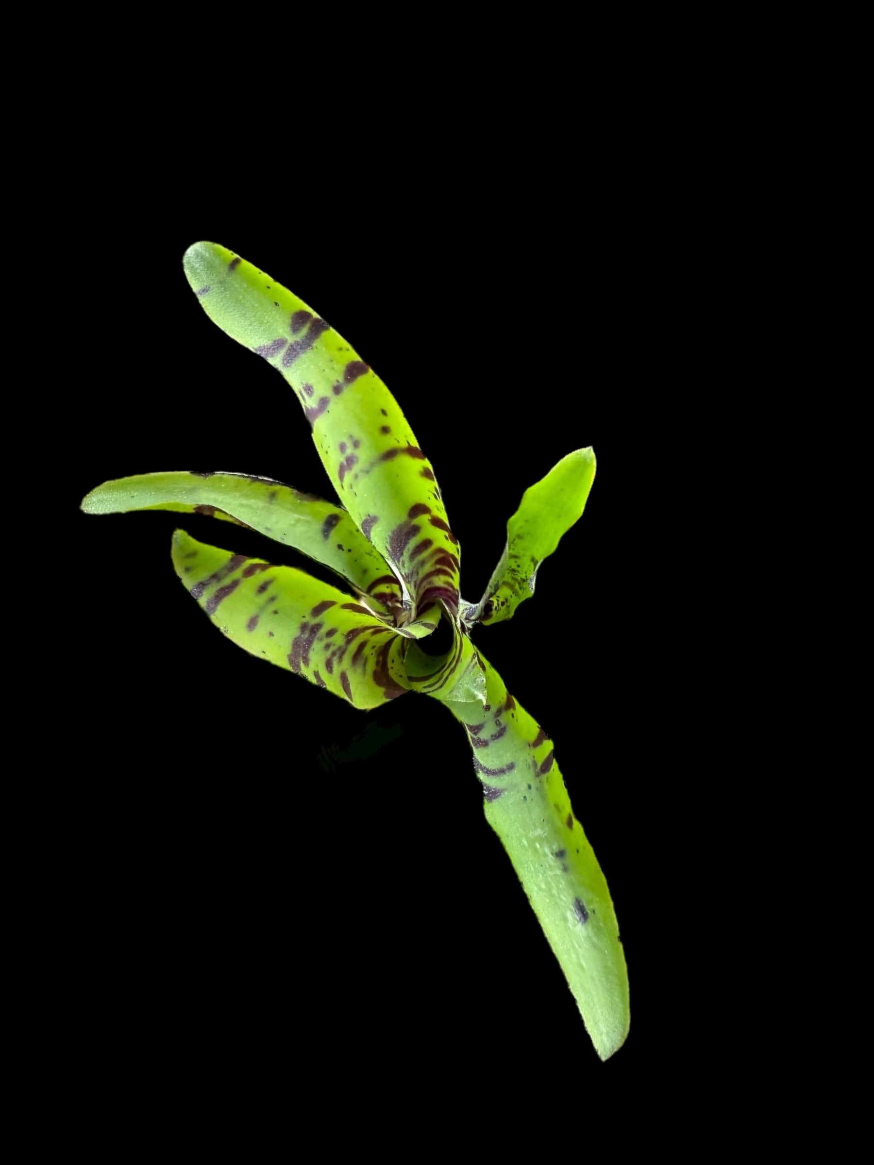 Neoregelia Krazy Kat