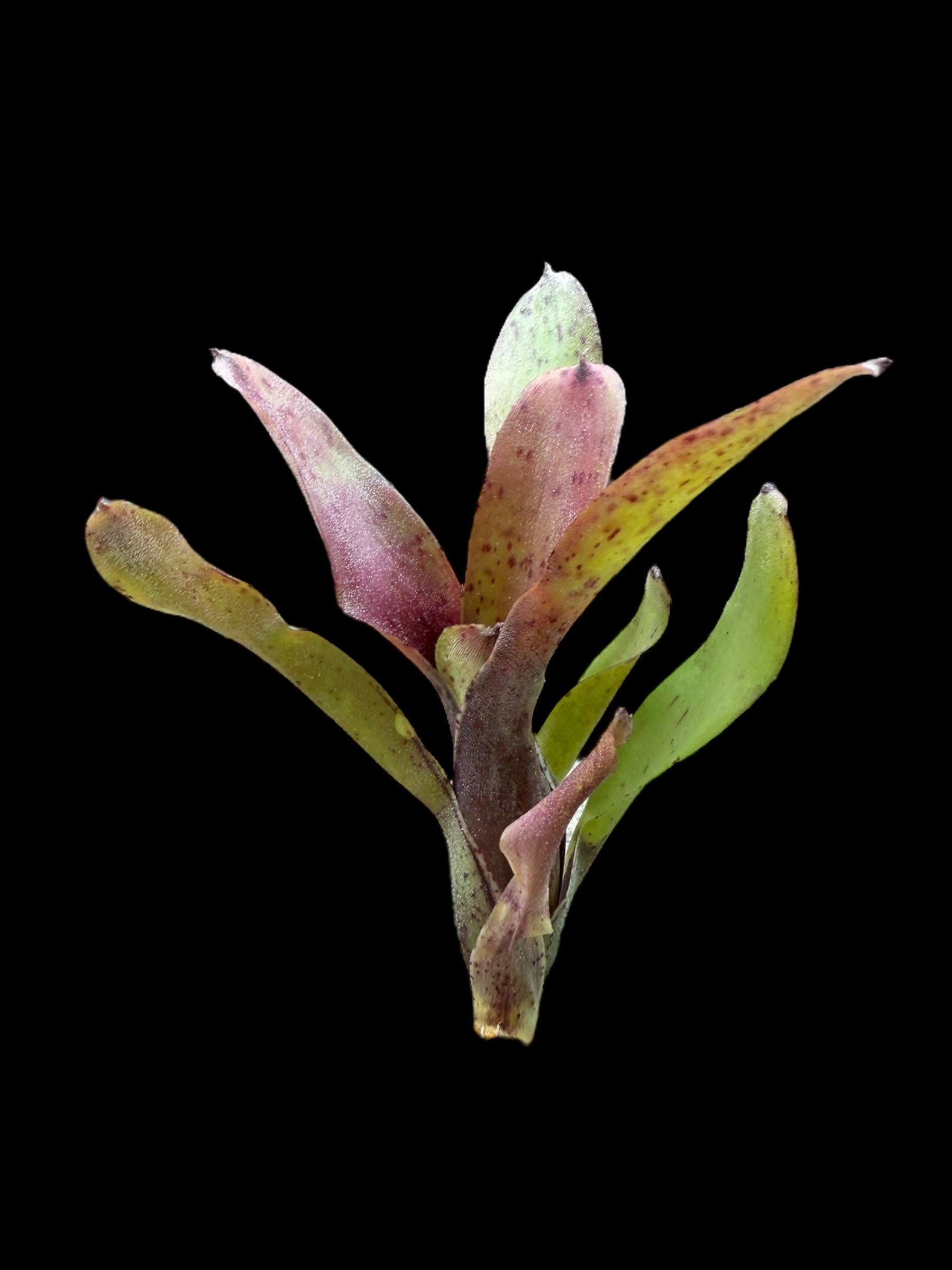 Neoregelia Chiquita Linda x Lillipet