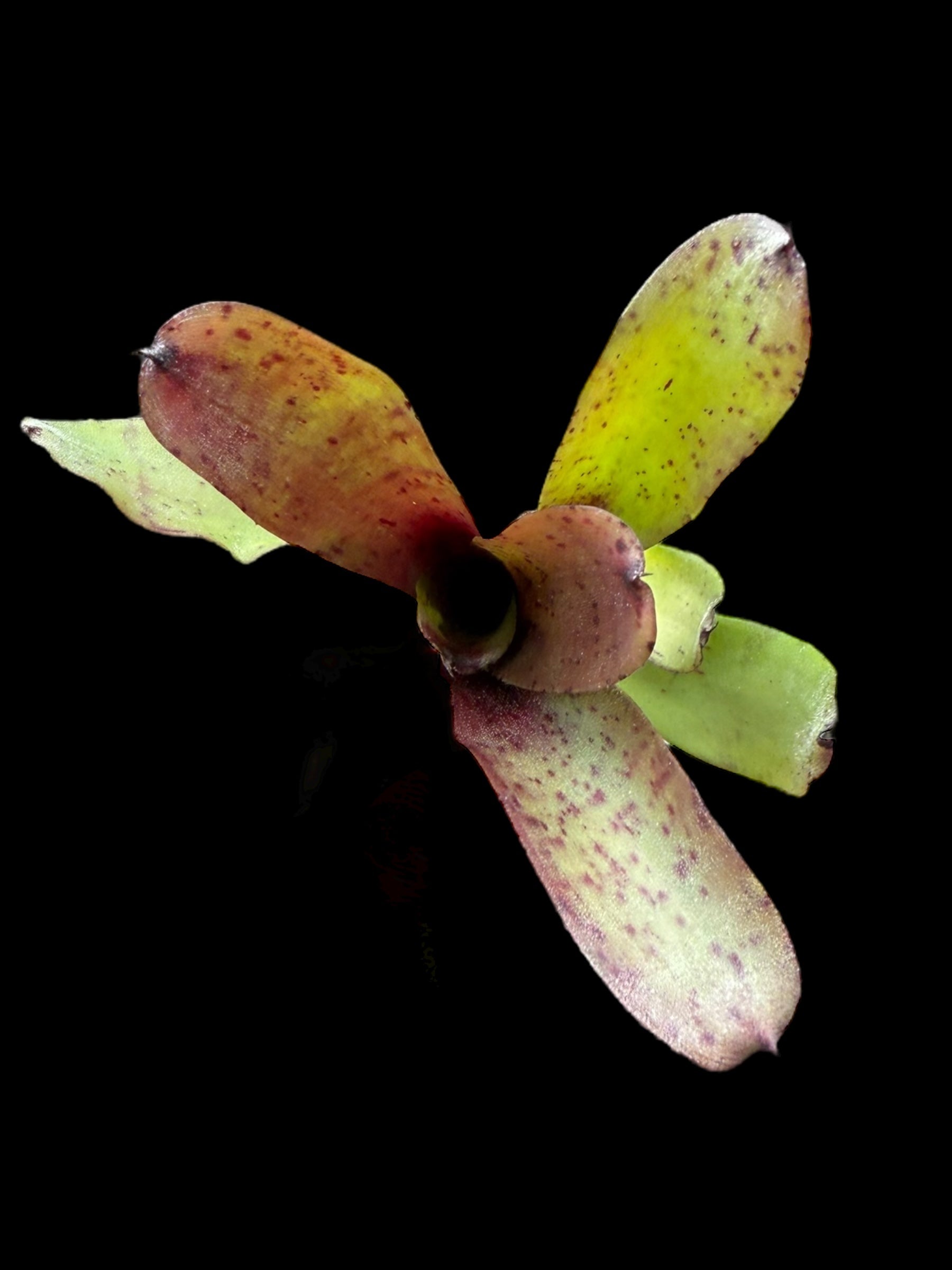 Neoregelia Chiquita Linda x Lillipet