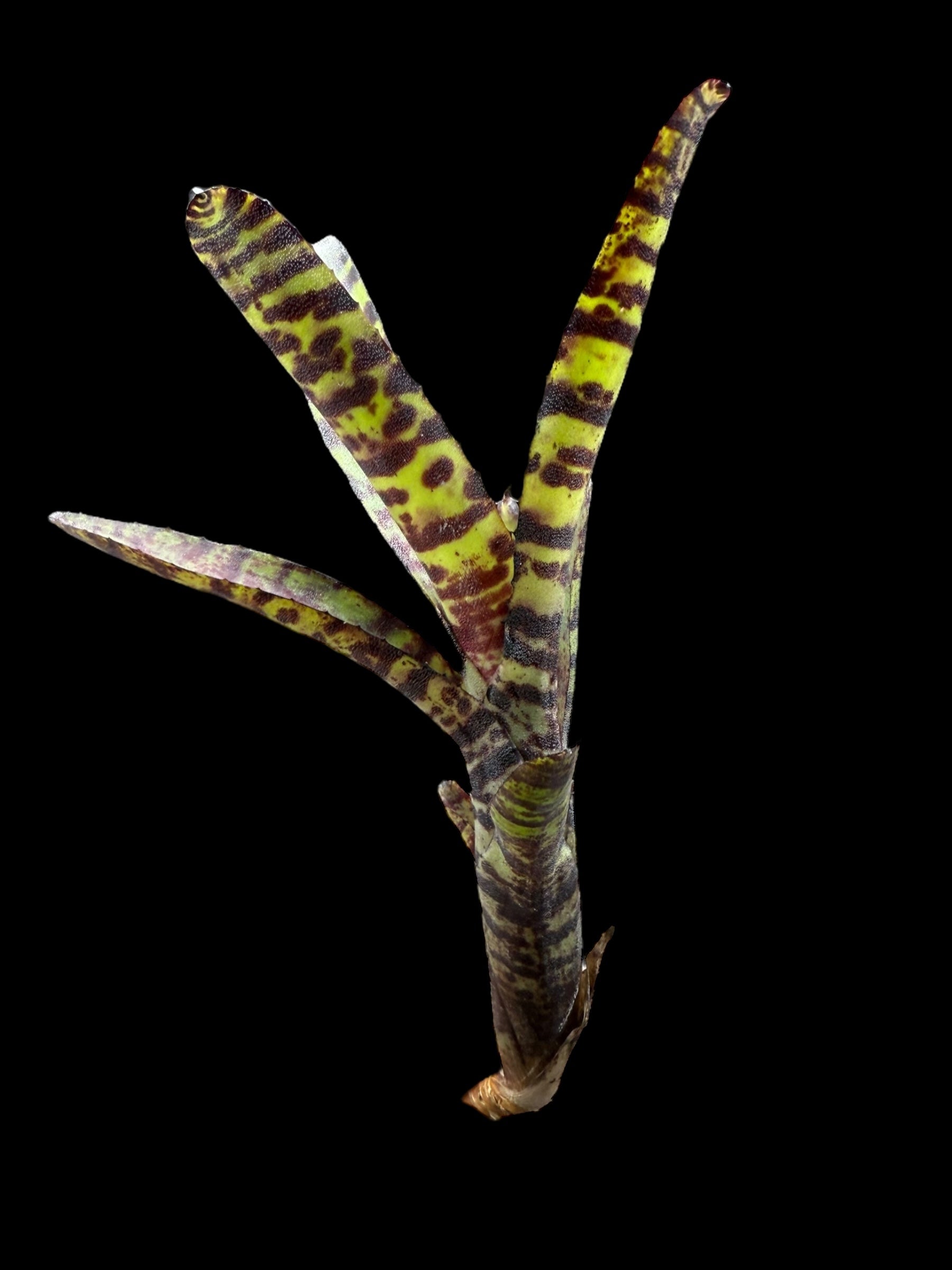 Neoregelia Liliputiana x Clara