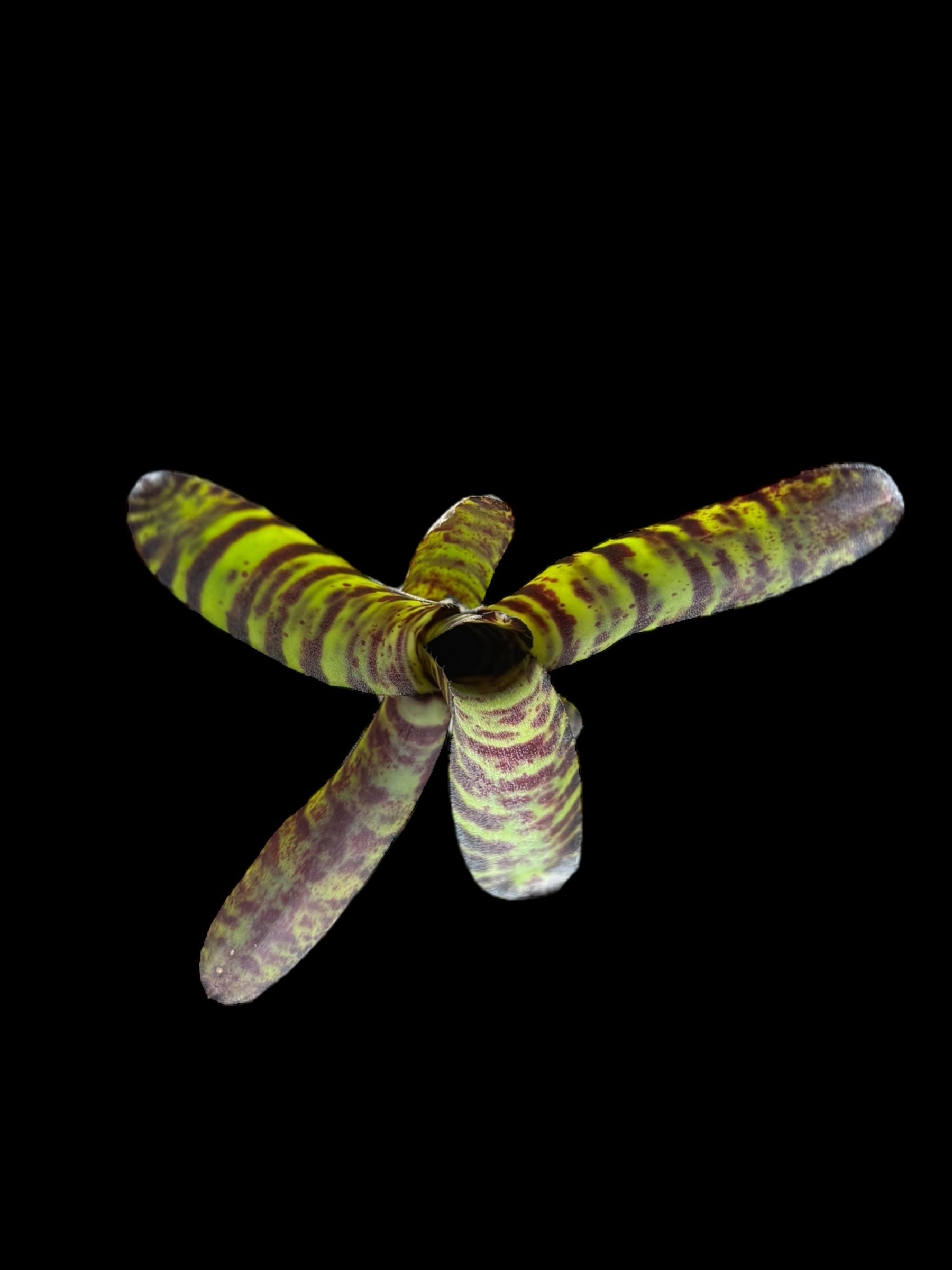 Neoregelia Liliputiana x Clara