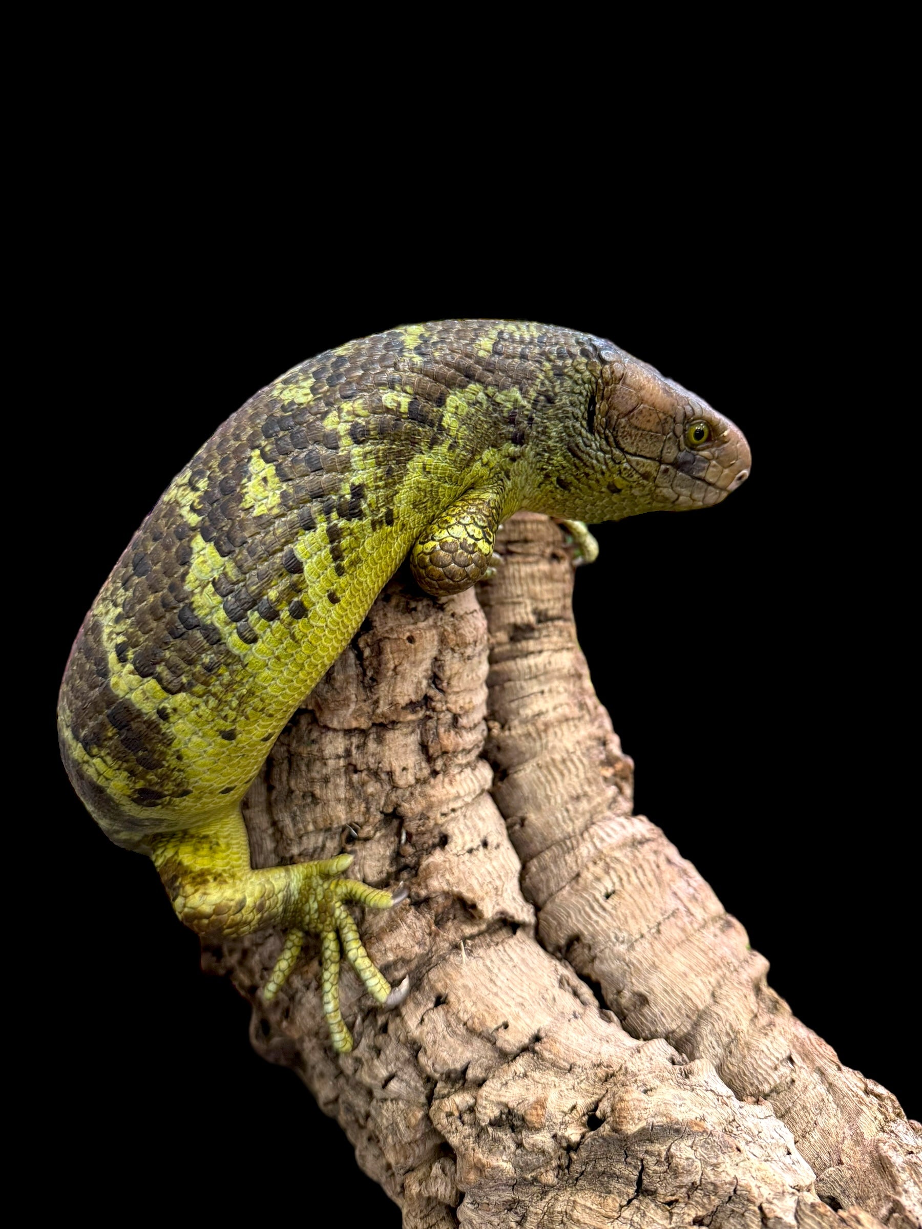 Monkey Tailed Skink
