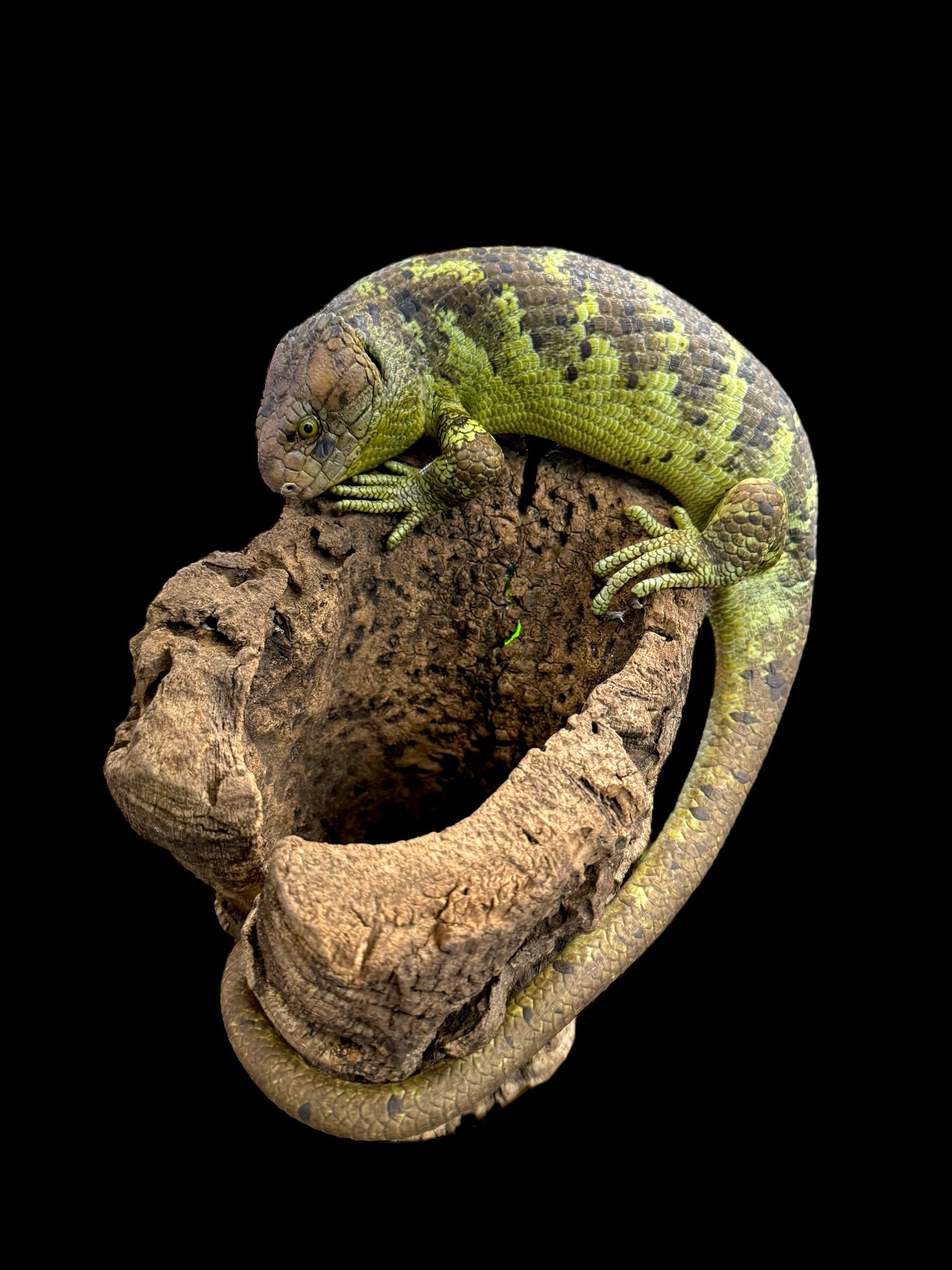 Monkey Tailed Skink