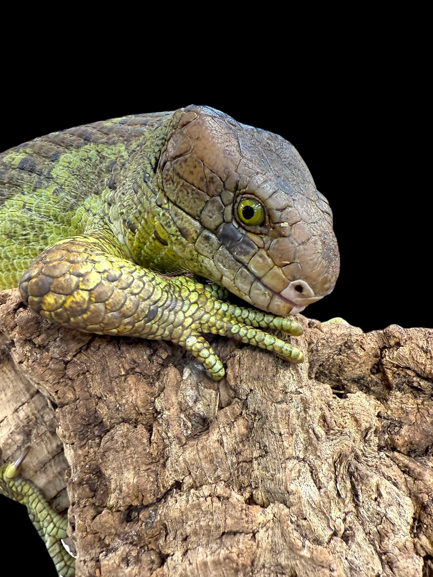 Monkey Tailed Skink