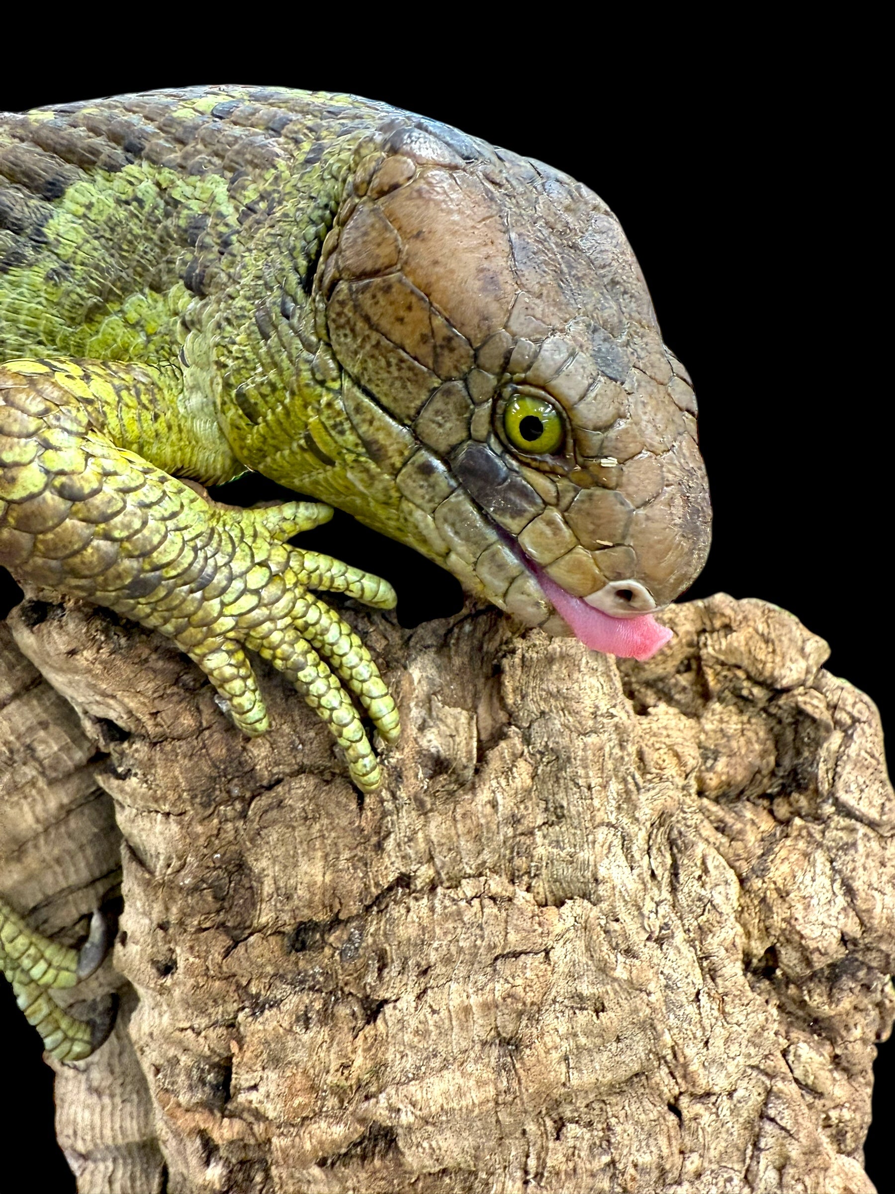 Monkey Tailed Skink