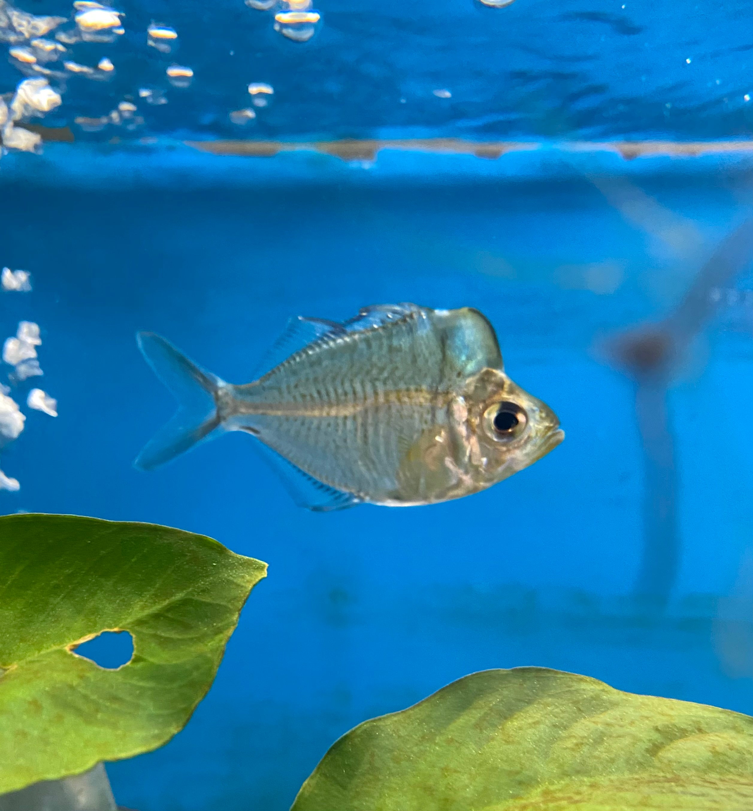 Poisson de verre à bosse