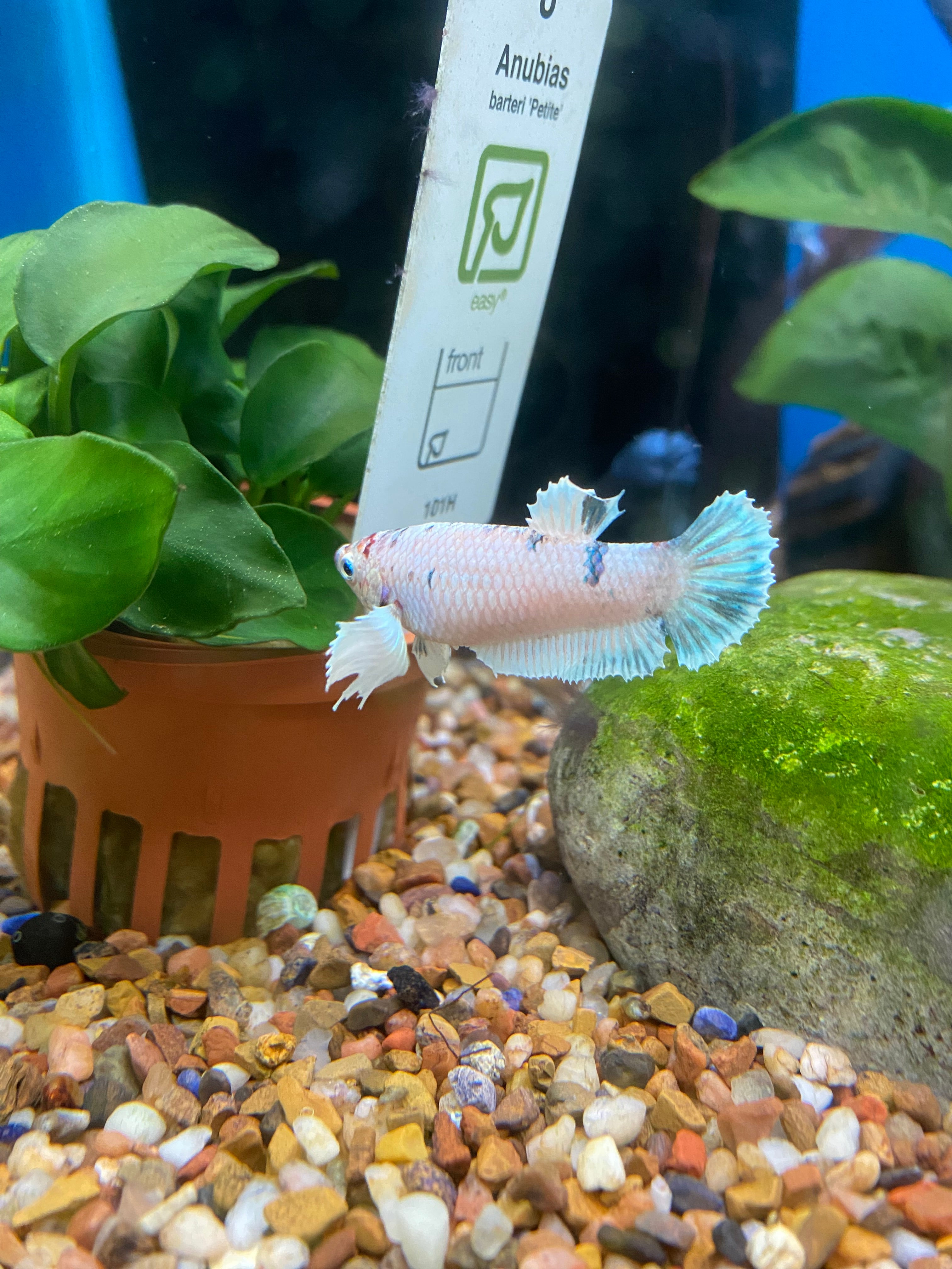 Assortiment de femelles Betta