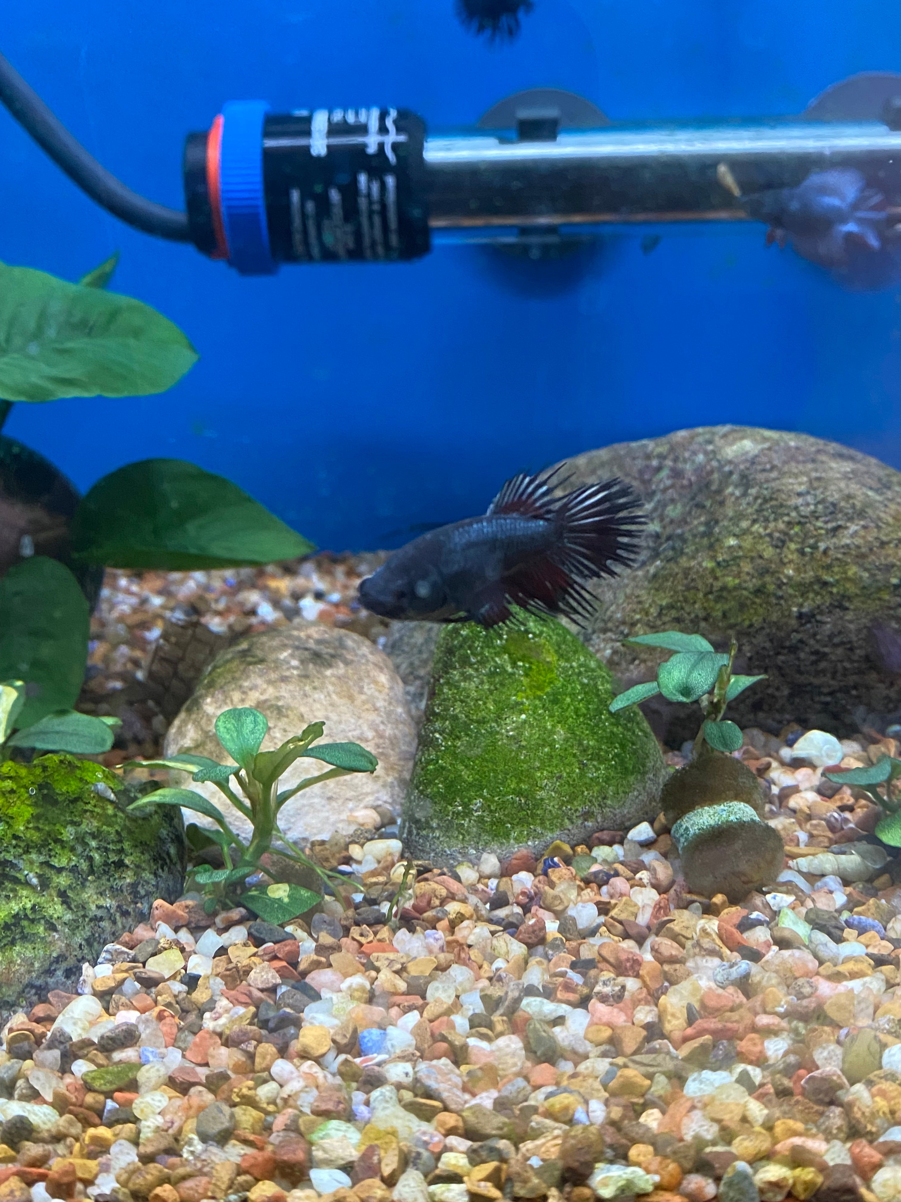 Assortiment de femelles Betta