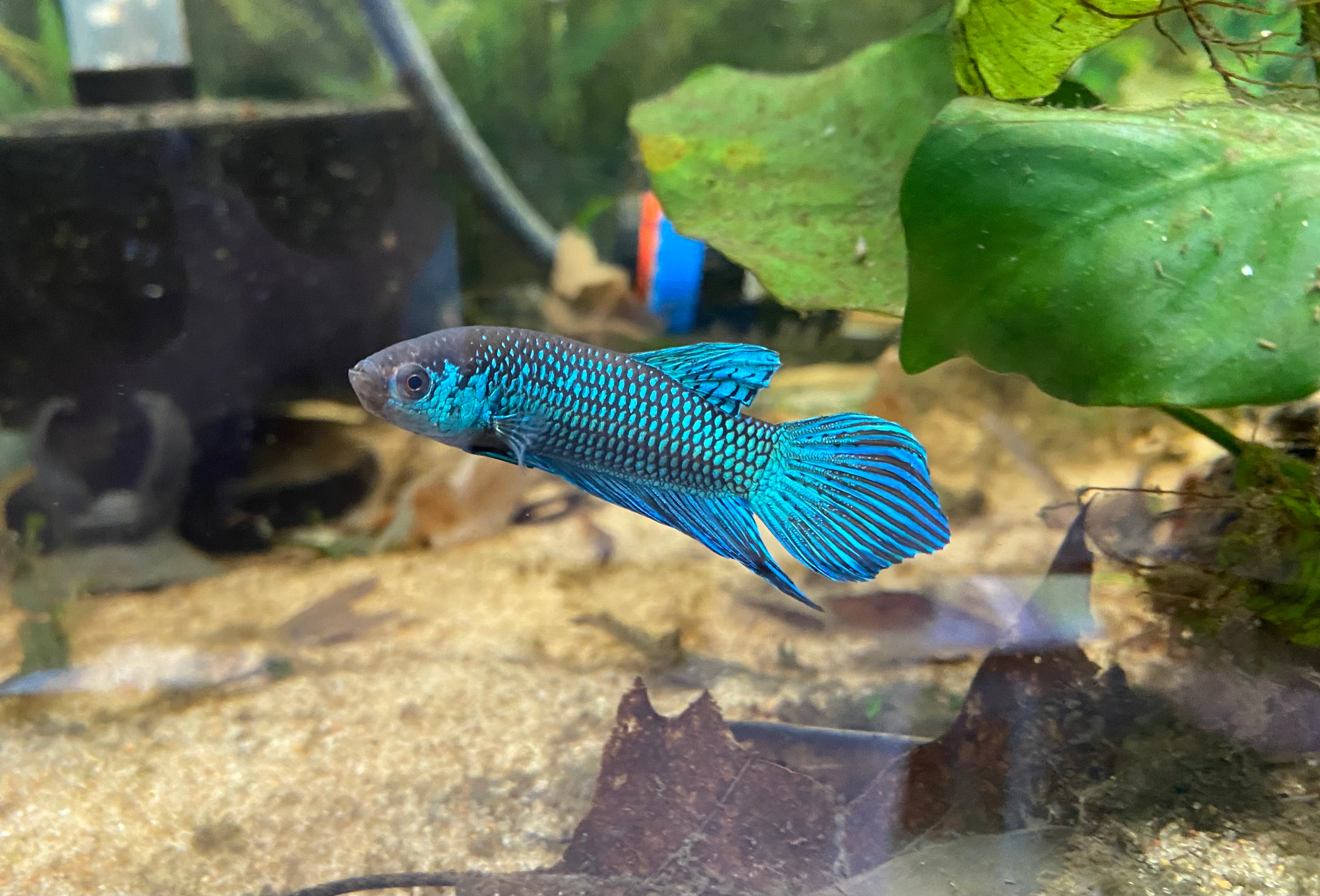 Betta machahaiensis 'Bleu'