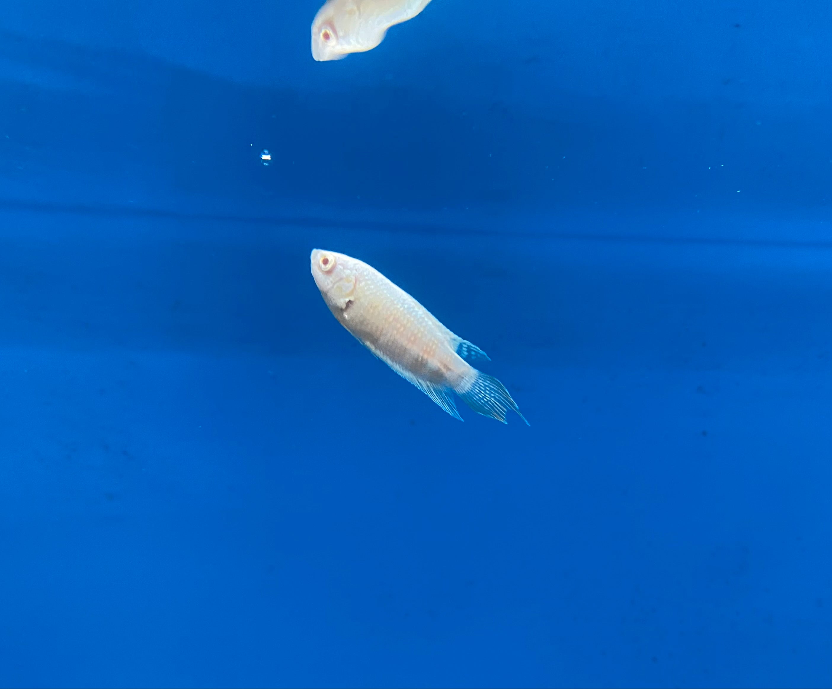 Gourami du paradis albinos