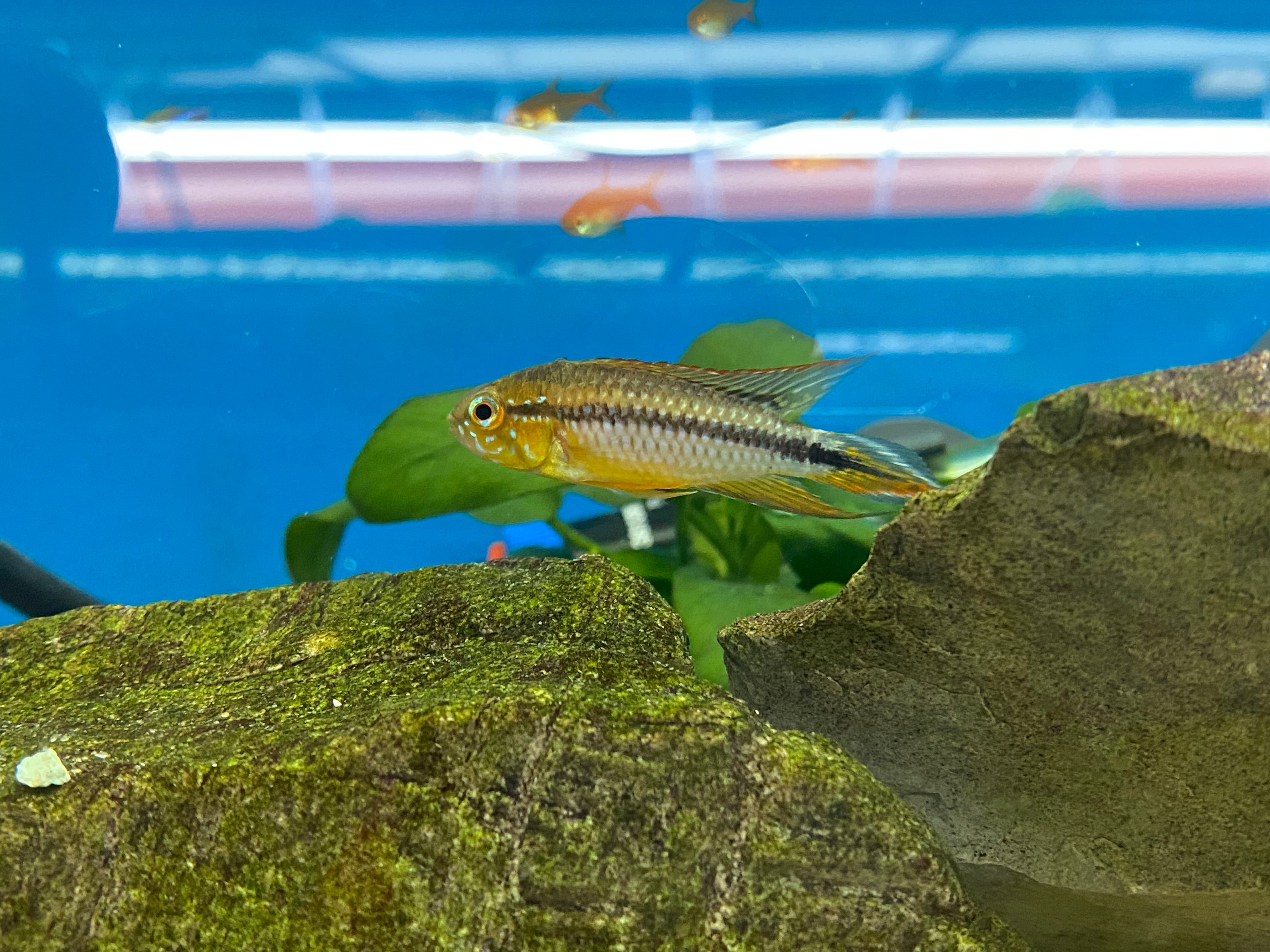 Apistogramma agassizii 'Alenquer'