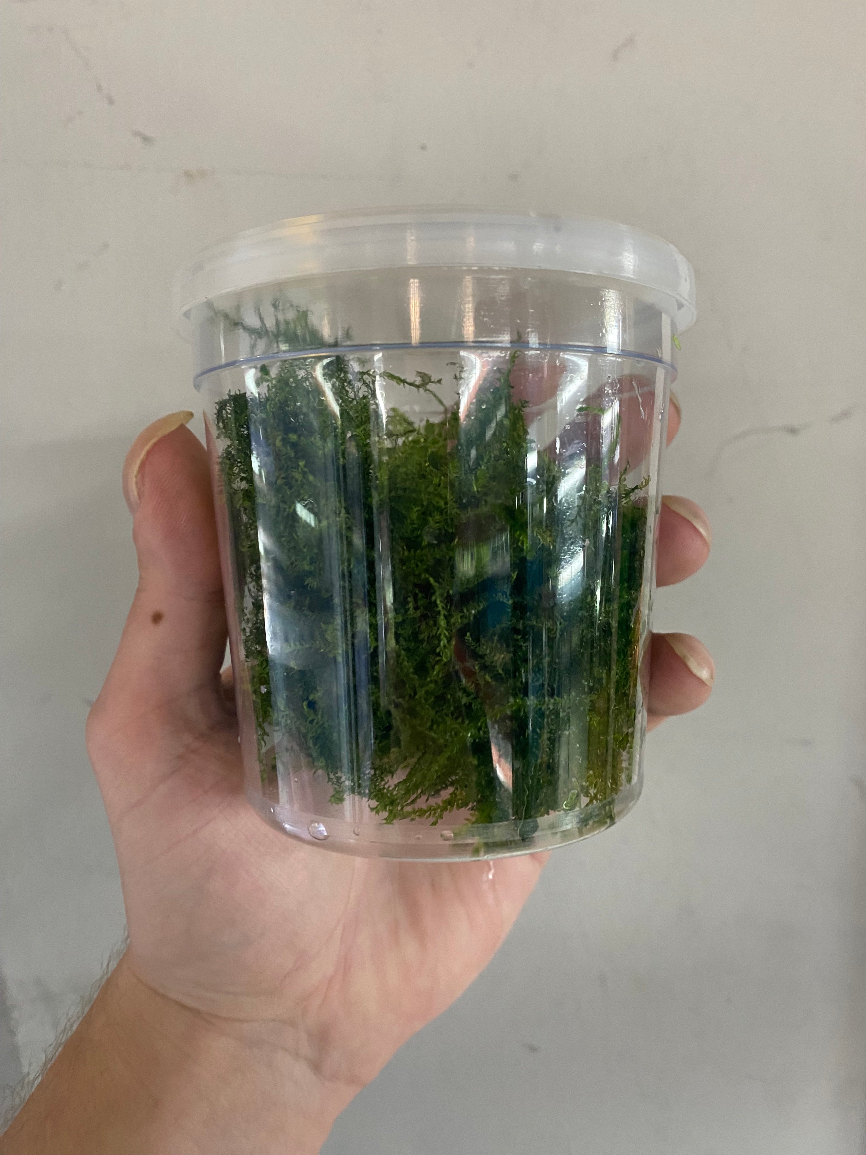 Christmas Moss (Locally Grown!)