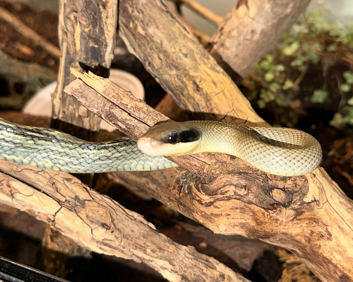 Vietnamese Blue Beauty Rat Snake