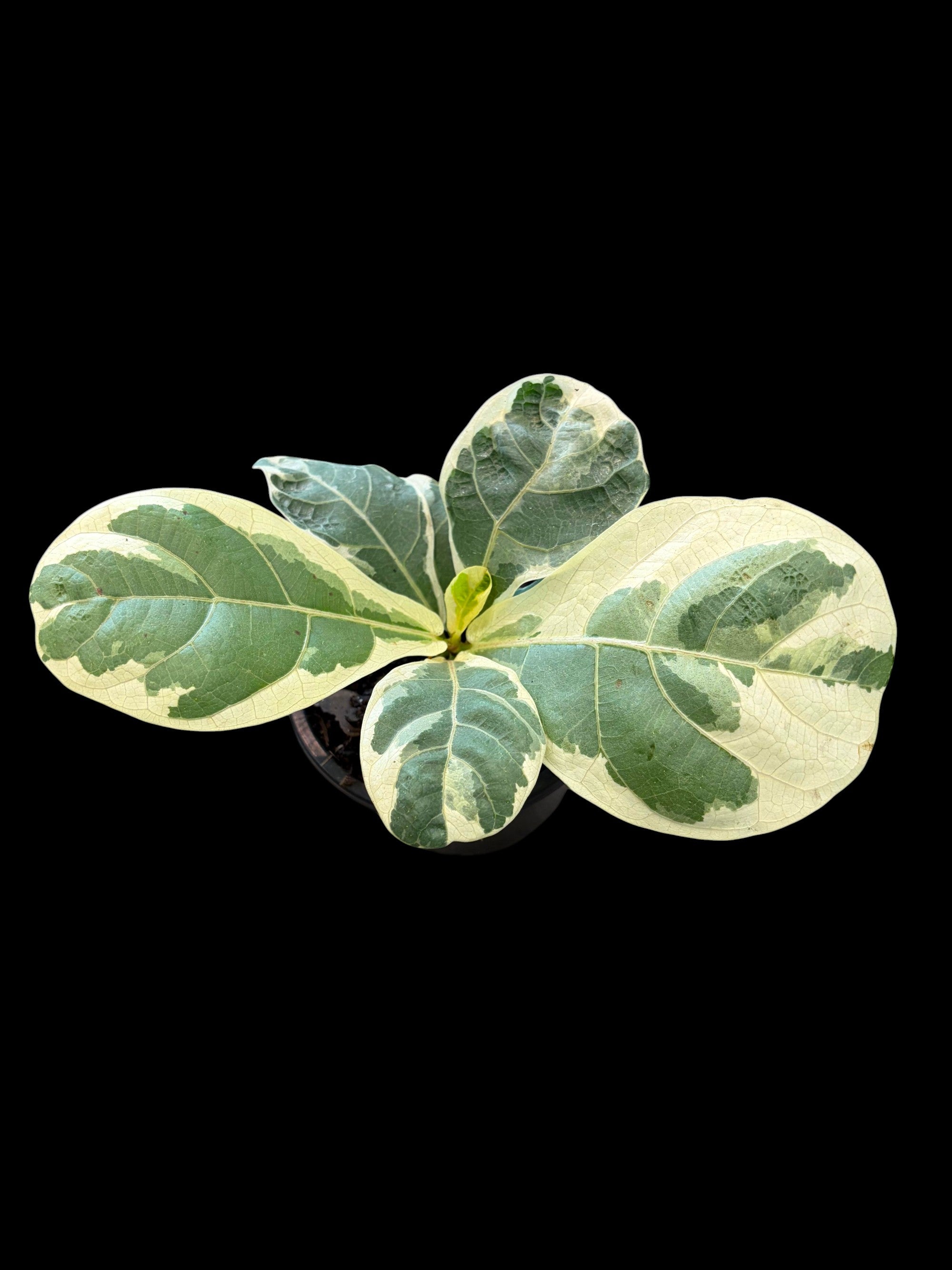 Ficus lyrata Variegtated