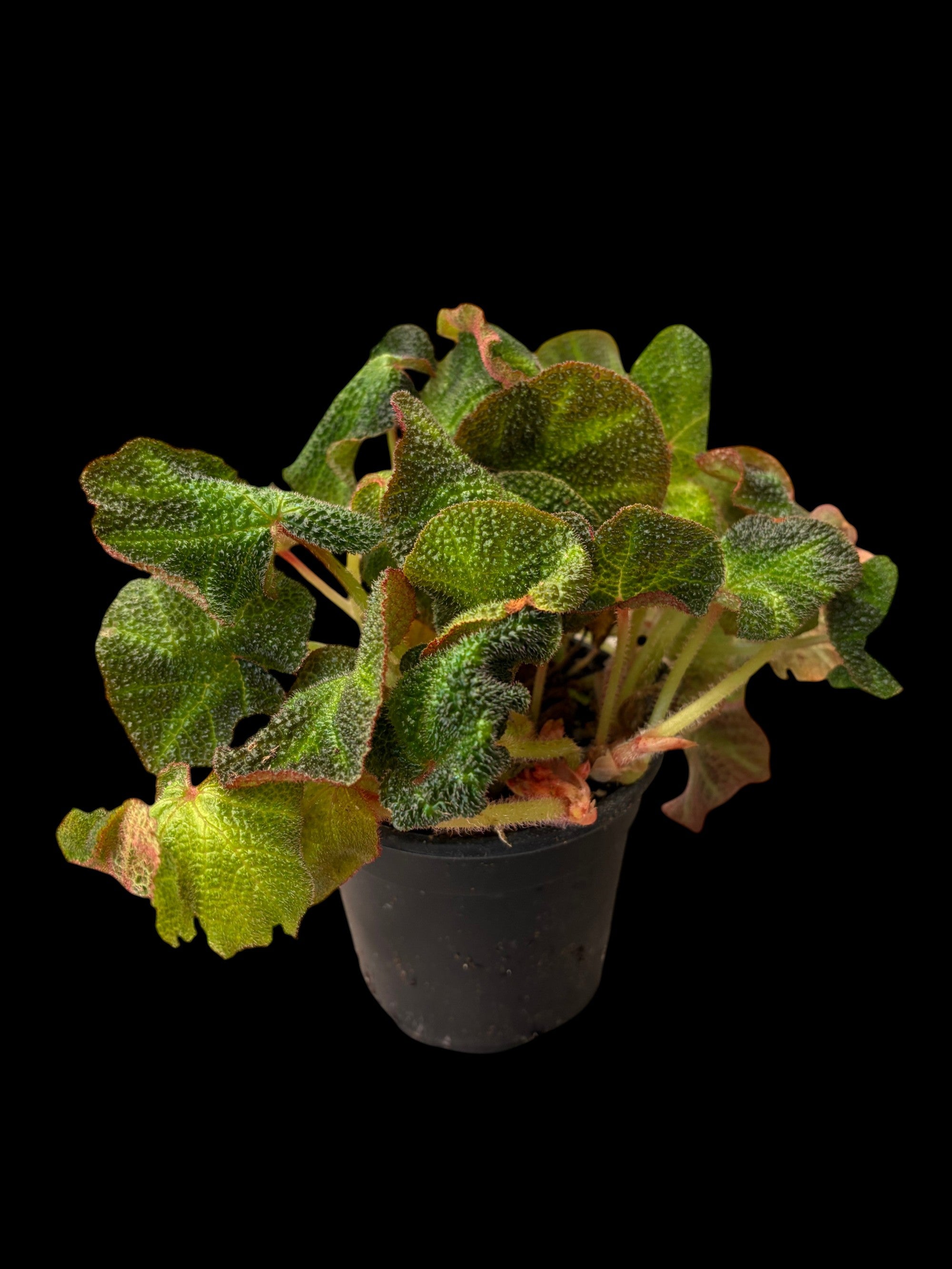 Begonia soli-mutata