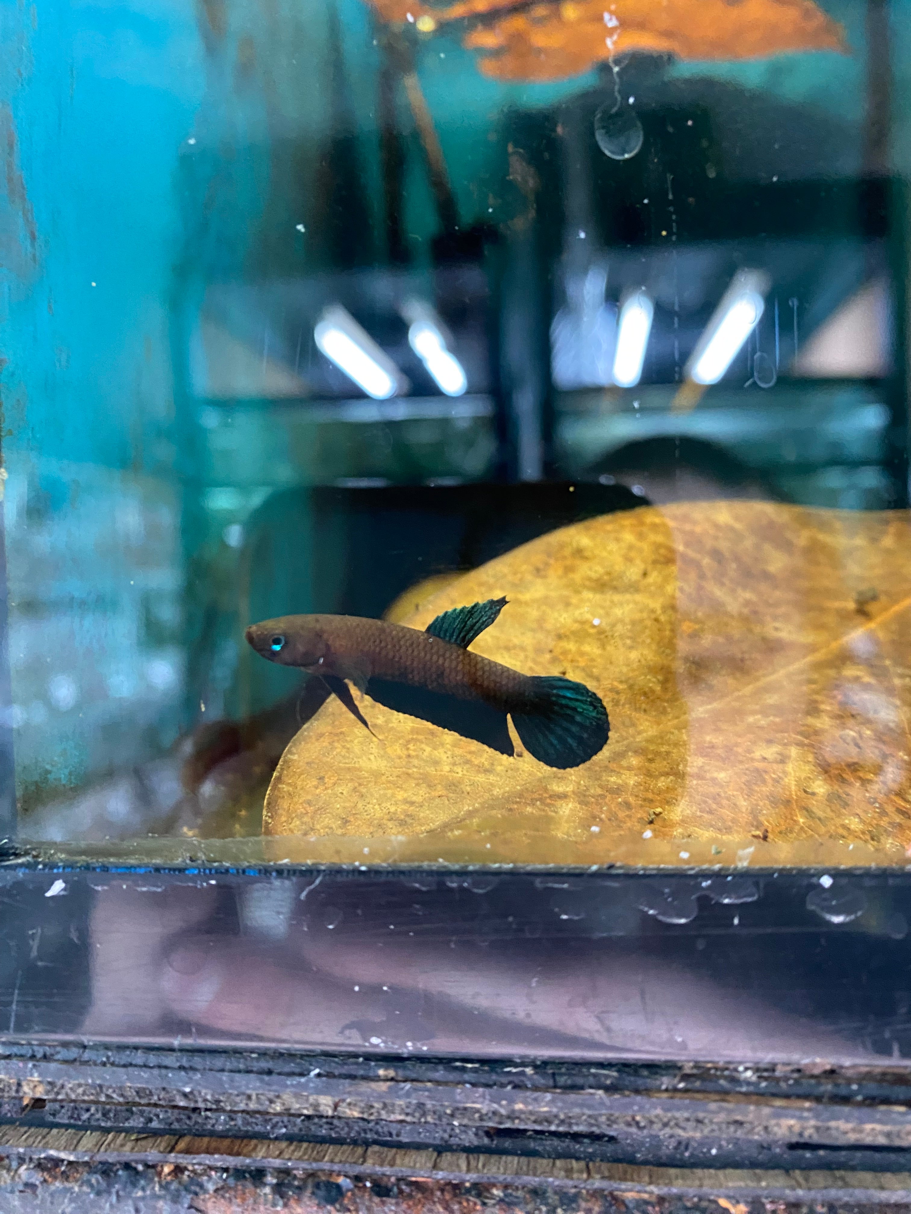 Betta perséphone (COUPLE UNIQUEMENT)