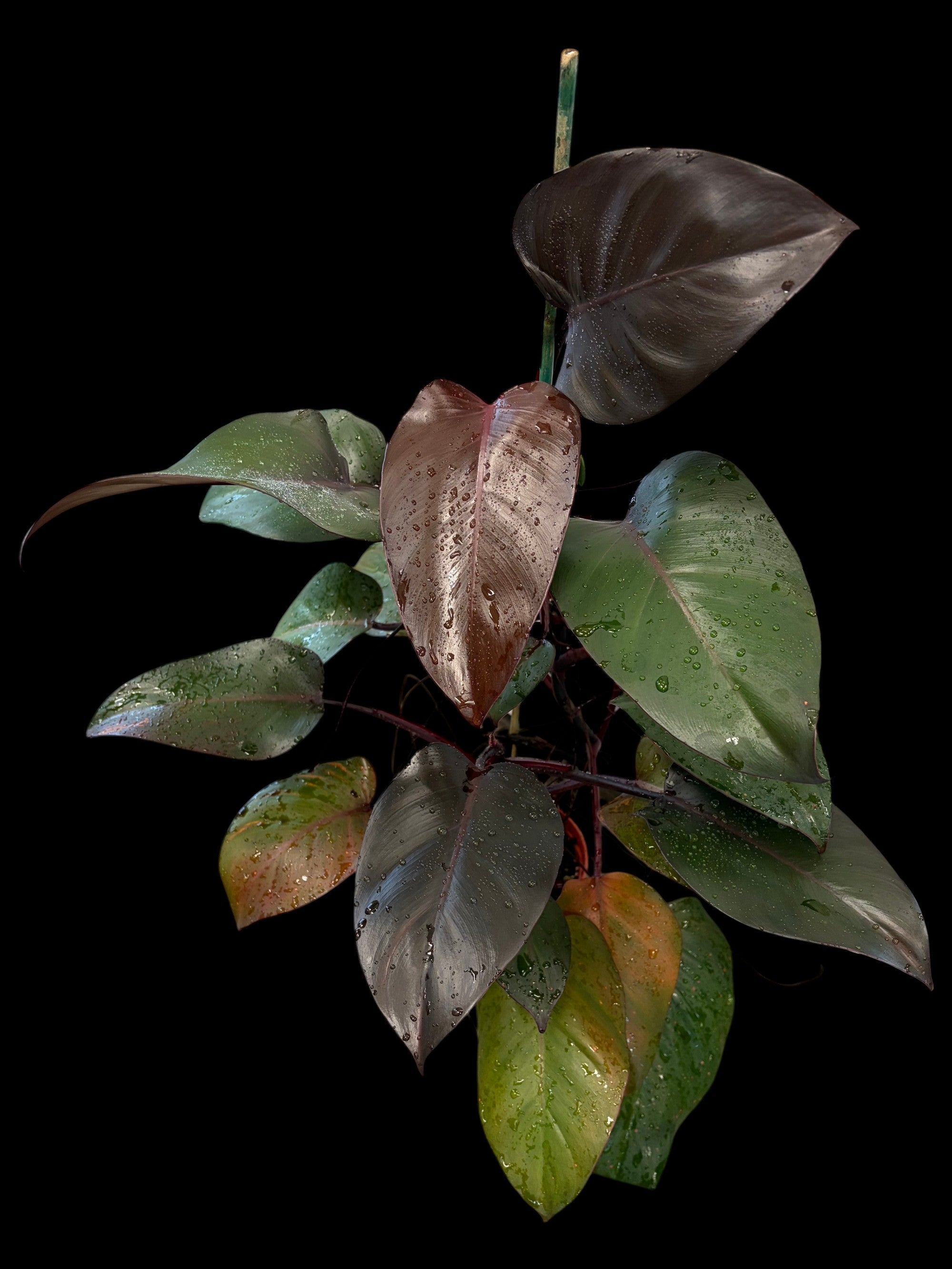 Philodendron 'Rouge'