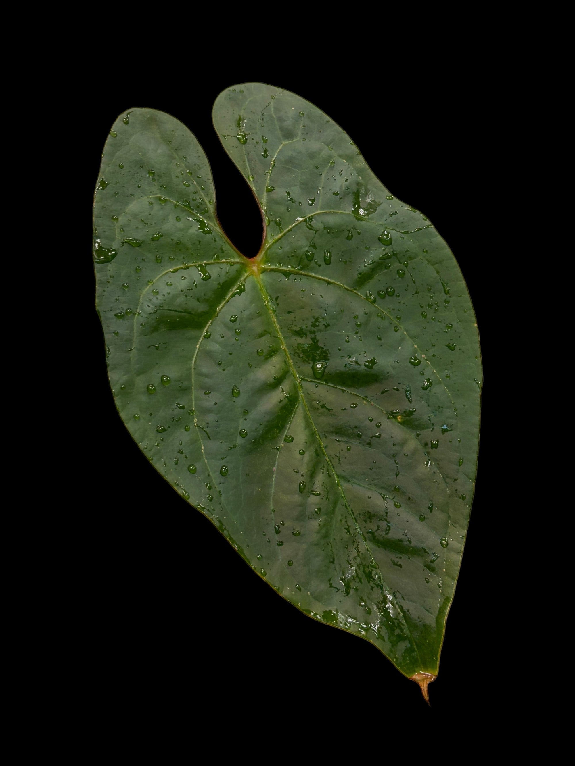 Anthurium Amazon Joy 'Inverse Crossing'