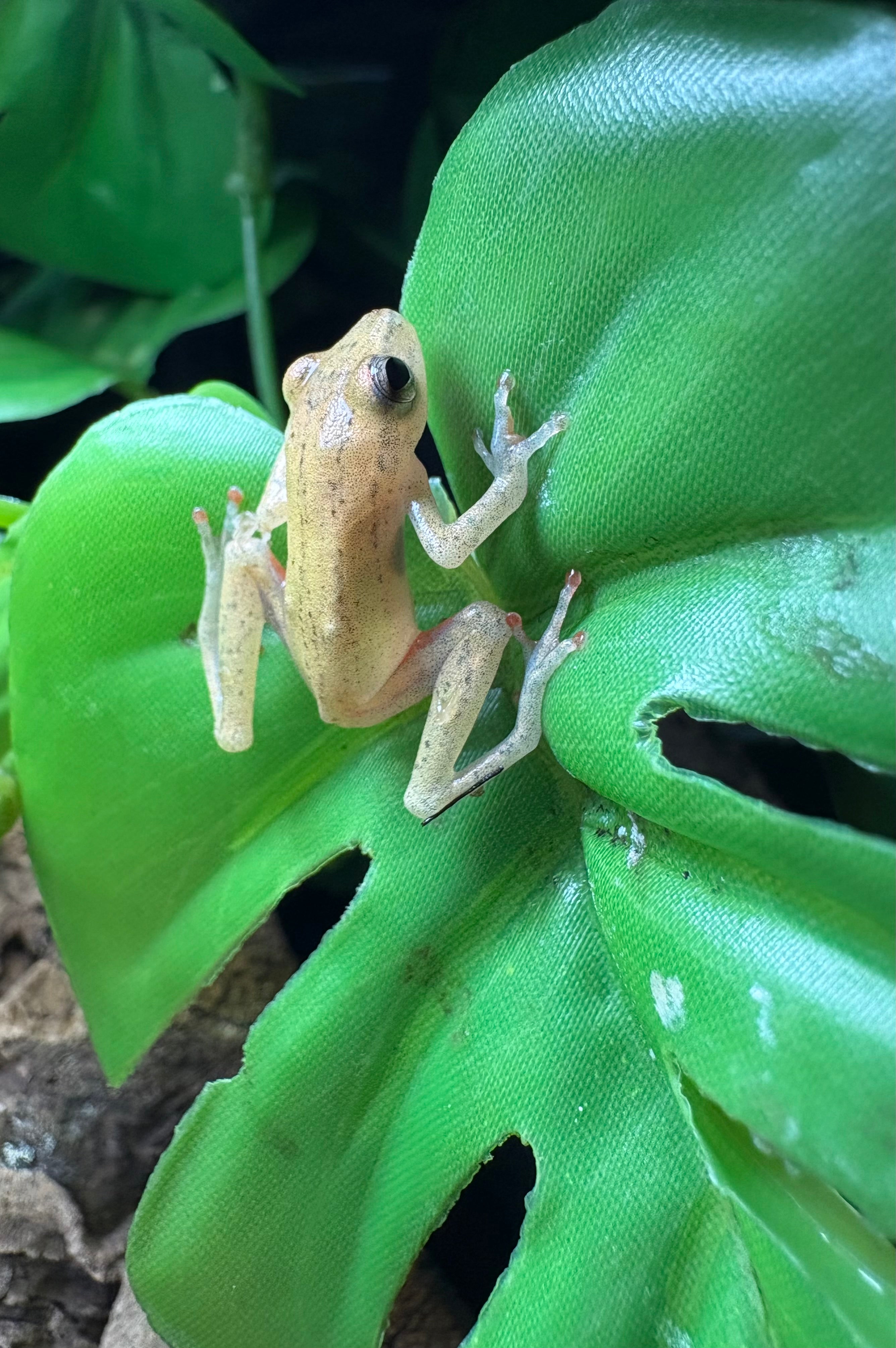 African Reed Frog (Hyperoliinae spp.)
