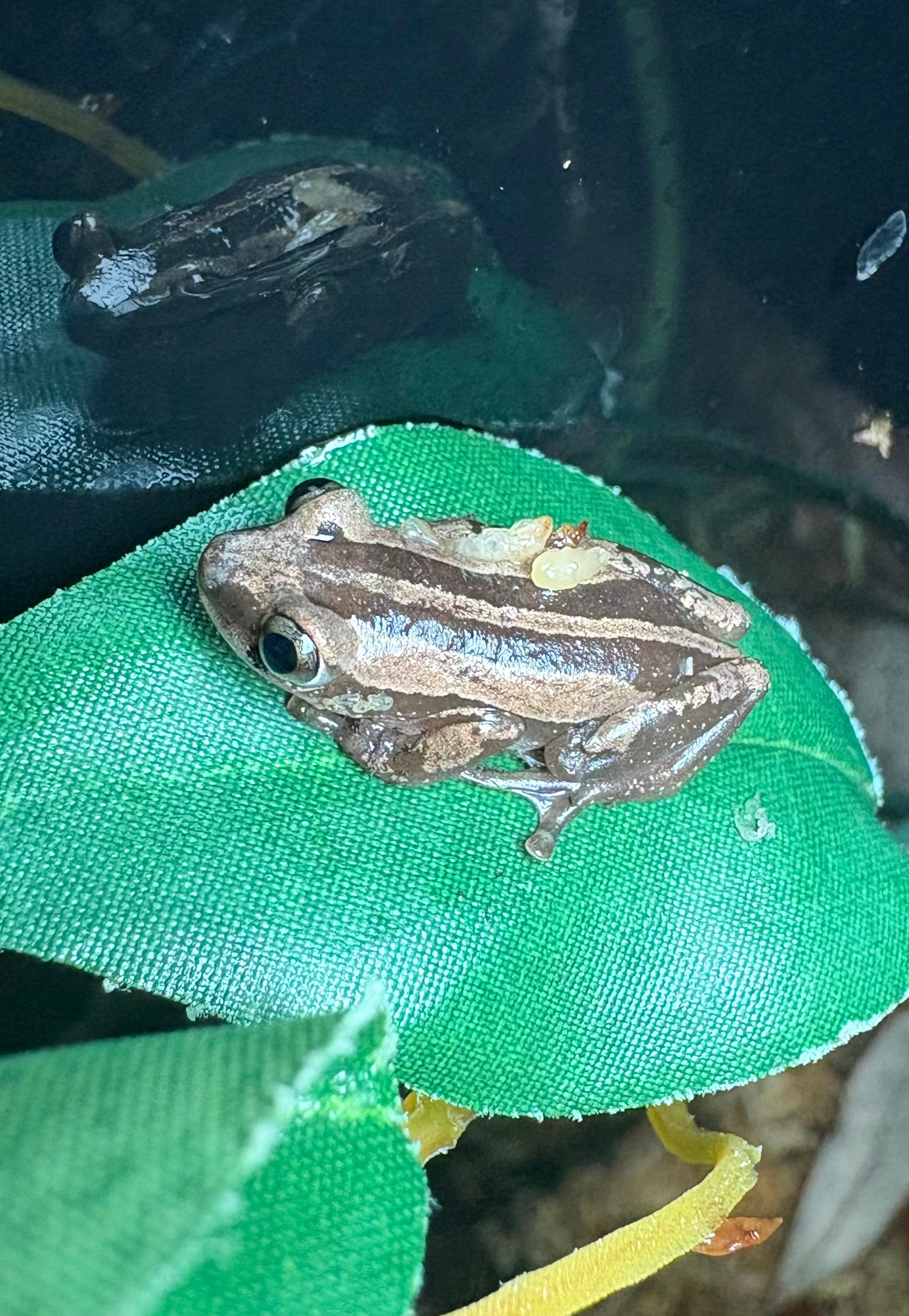 African Reed Frog (Hyperoliinae spp.)