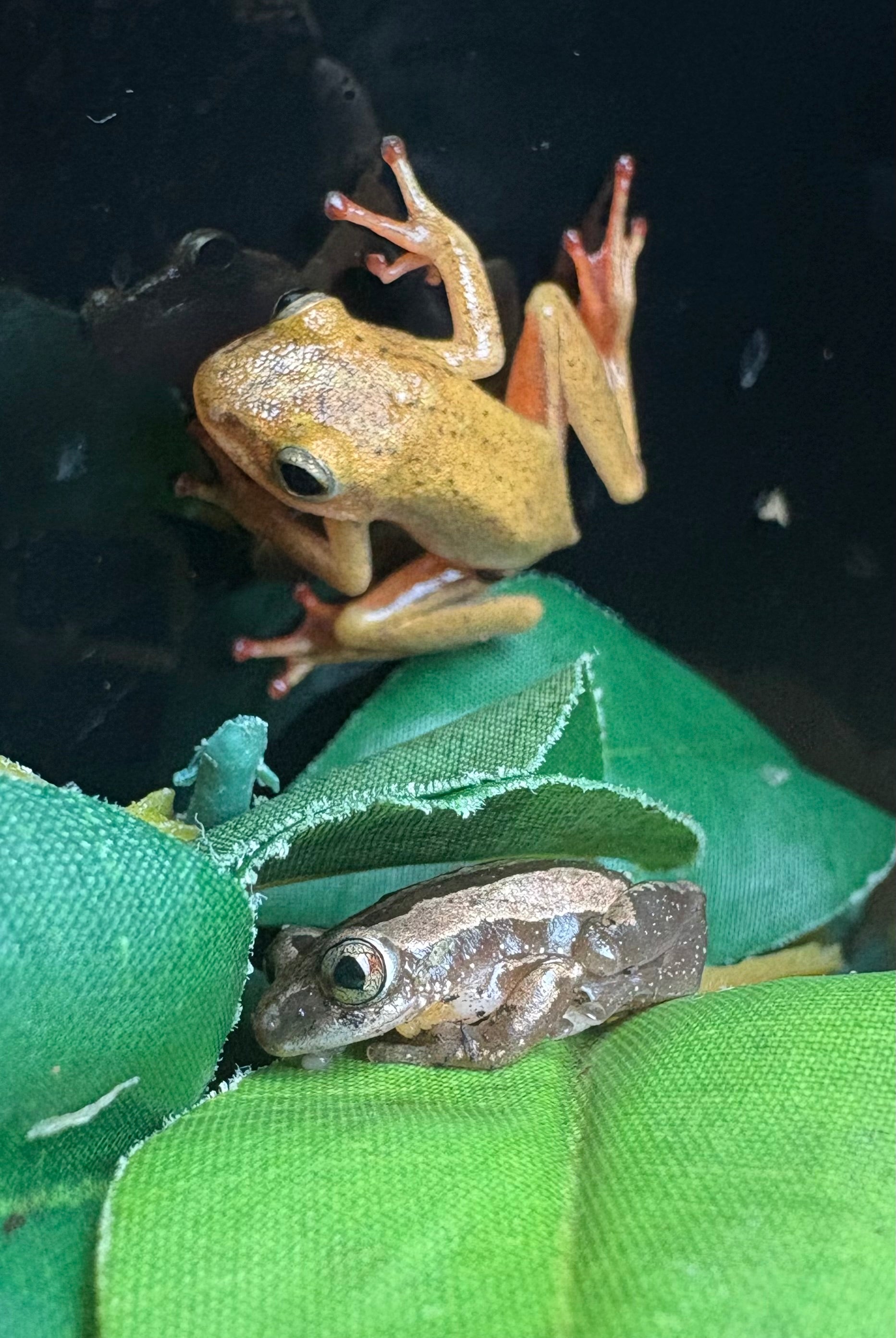 African Reed Frog (Hyperoliinae spp.)