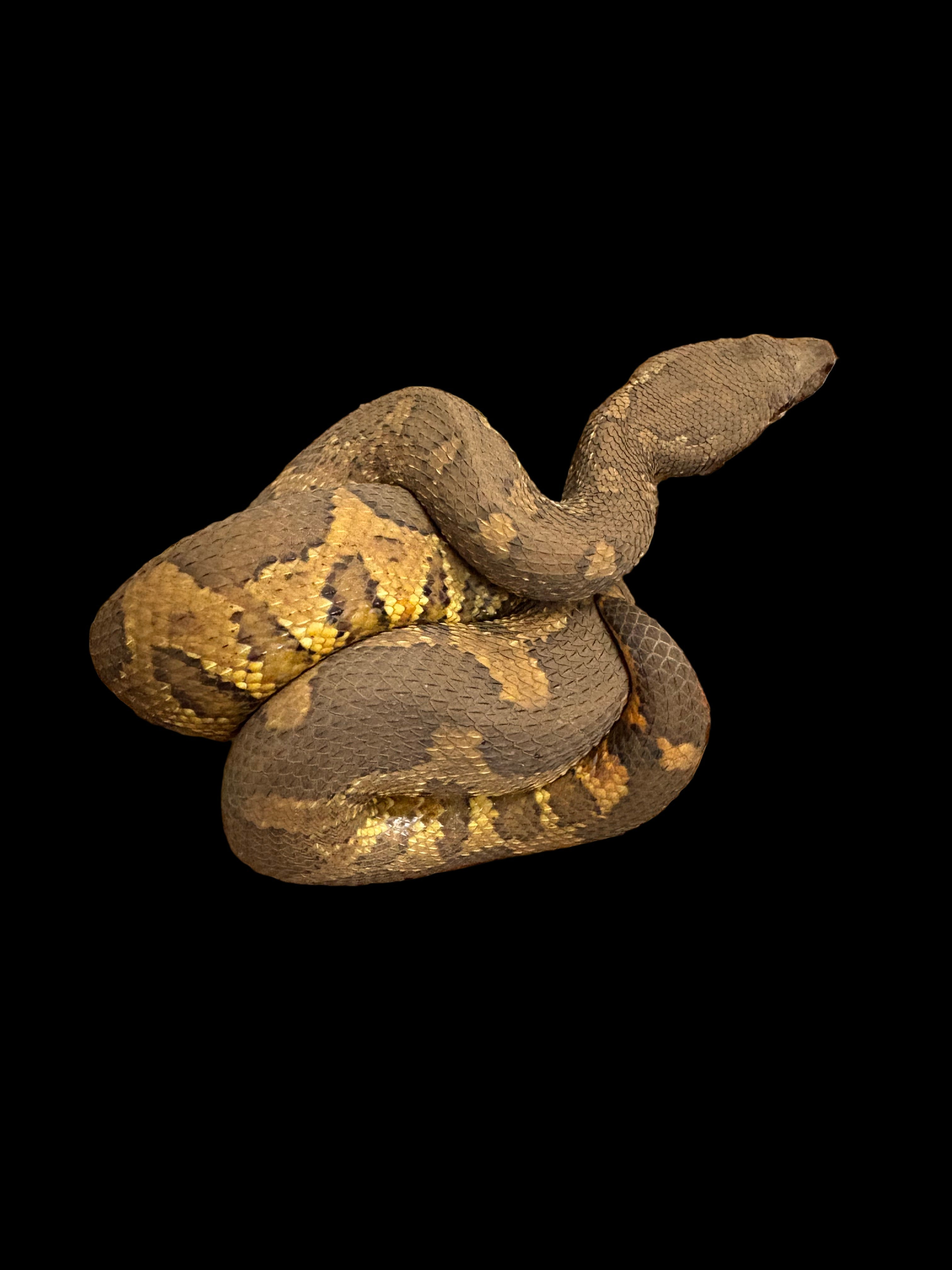 Viper Boa (Candoia aspera)
