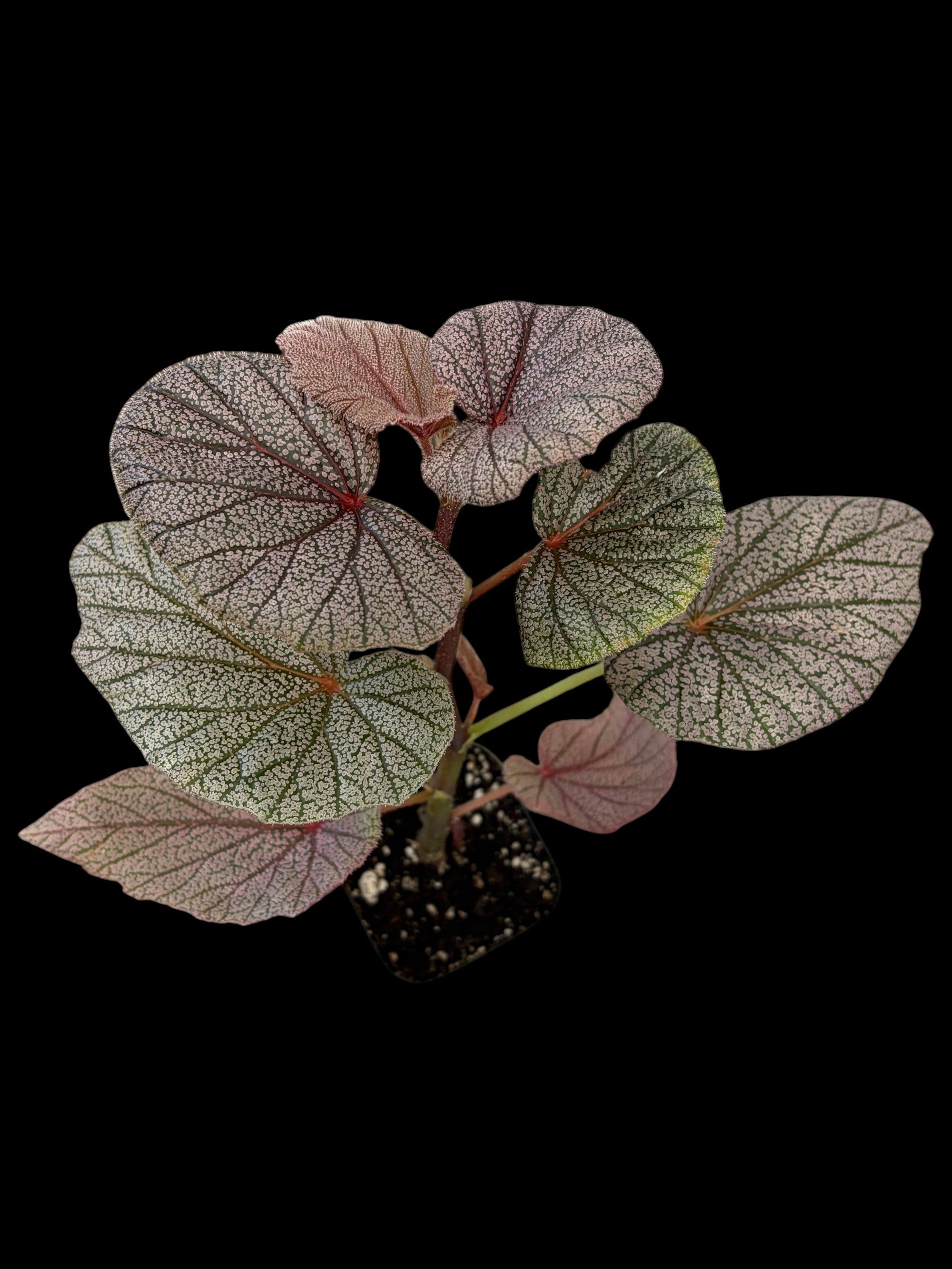 Begonia Sinbad